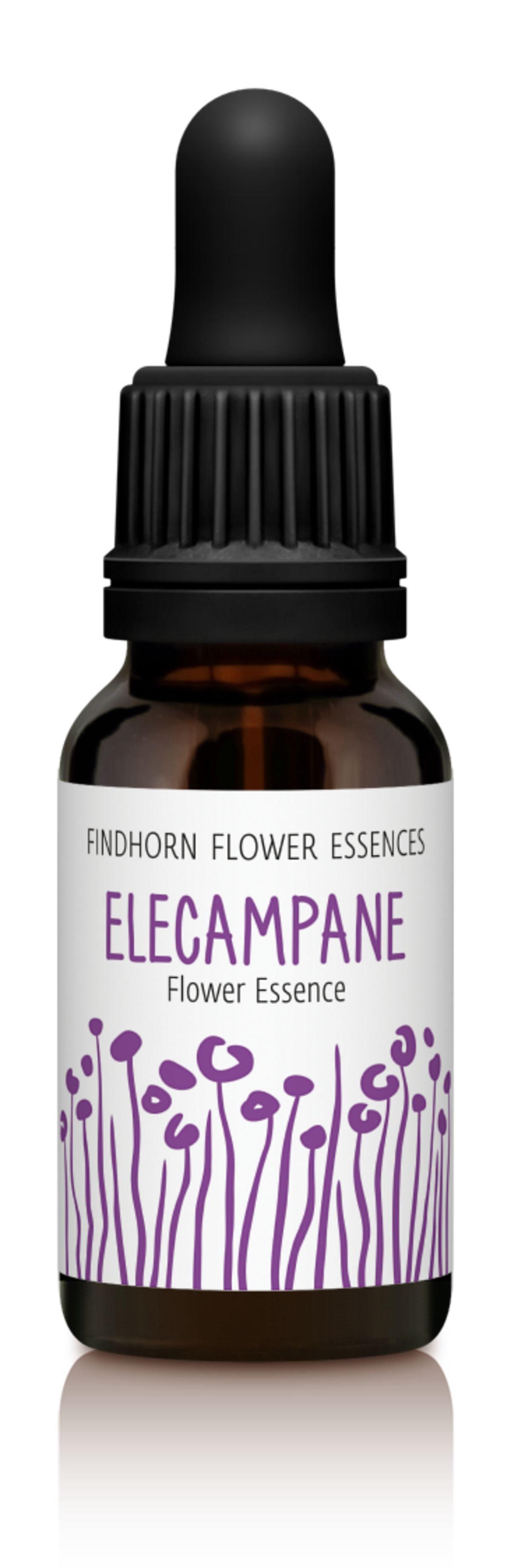 エリカンペイン オオグルマ Elecampane Hai