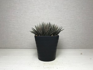 アロエ ハオルチオイデス