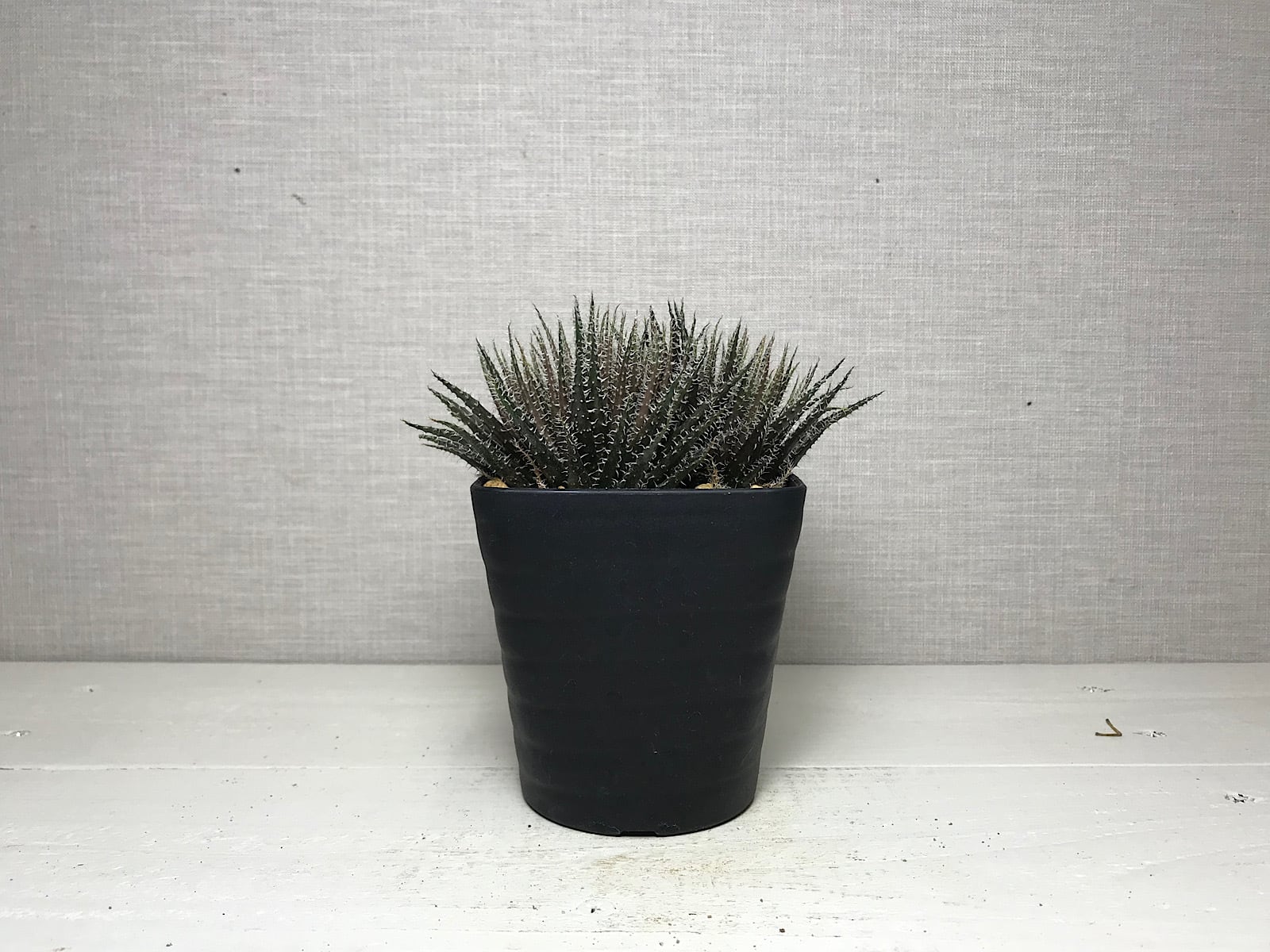 アロエ ハオルチオイデス