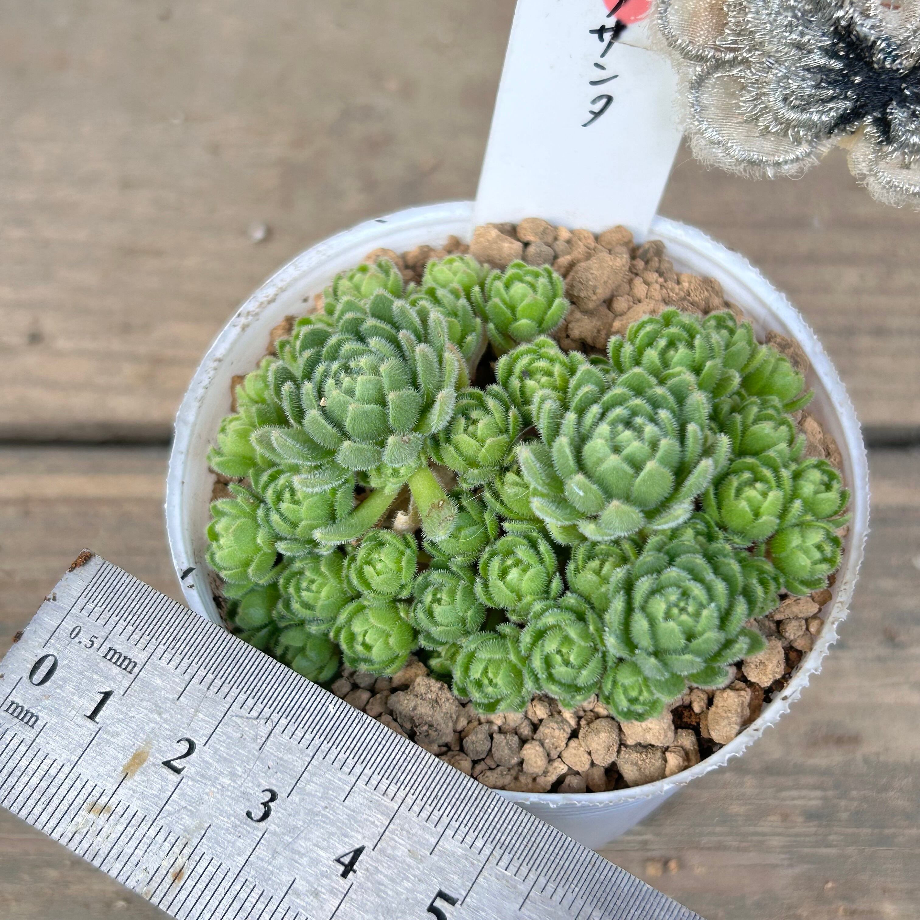 PLANTS様専用 （25,ぽーやん様専用 多肉植物）