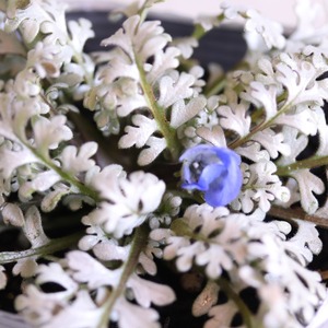 ネモフィラ　プラチナスカイ　シルバーリーフ　青いお花　春のお花　寄せ植えにオススメ