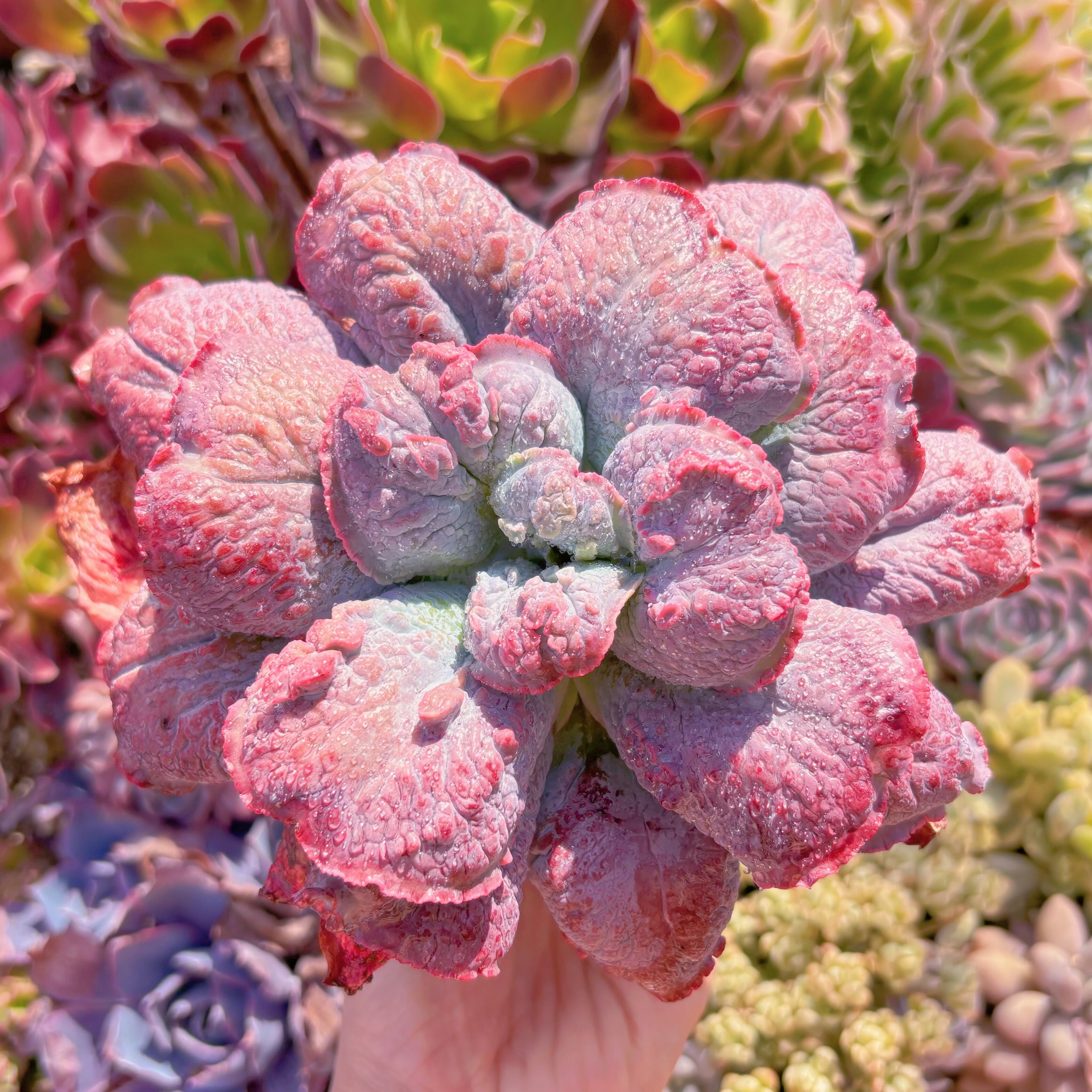 現品　Baron Bold#216　るる農園