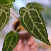 アンスリウム ドラヤキ × レッドクリスタリナム / Anthurium Dorayaki × Red Crystallinum② / 観葉植物<育て方・花言葉>