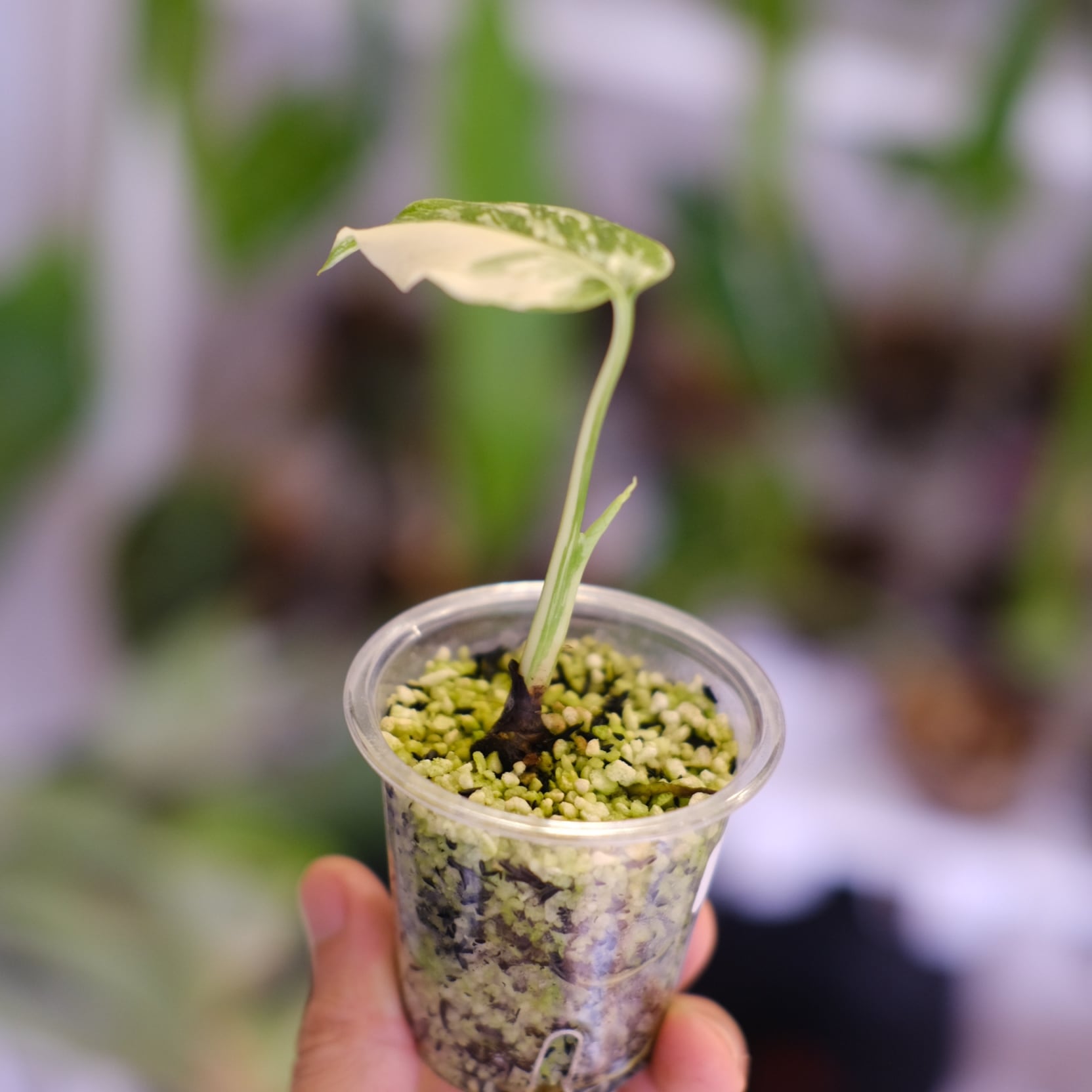 モンステラ・レガシー│Monstera deliciosa 'Legacy'⑧│観葉植物
