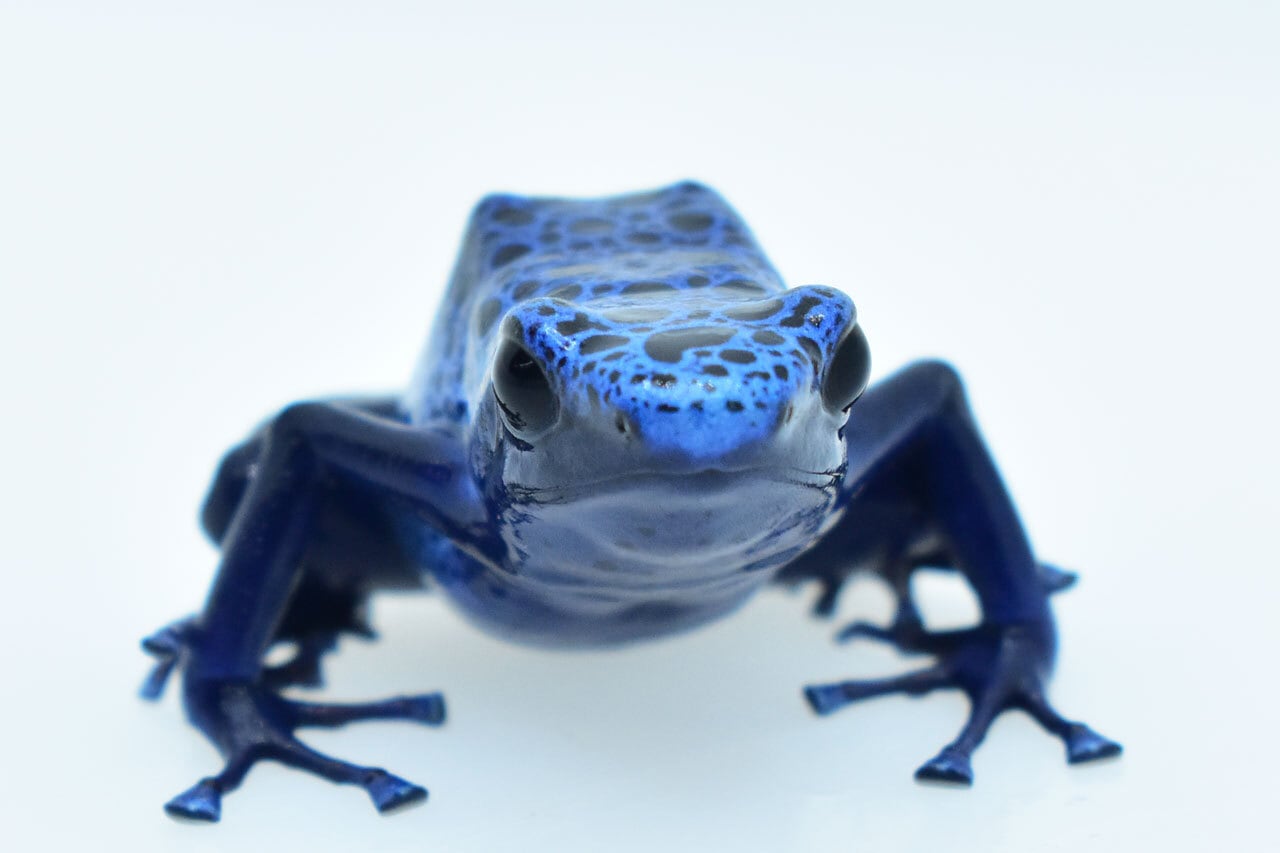 コバルトヤドクガエル1