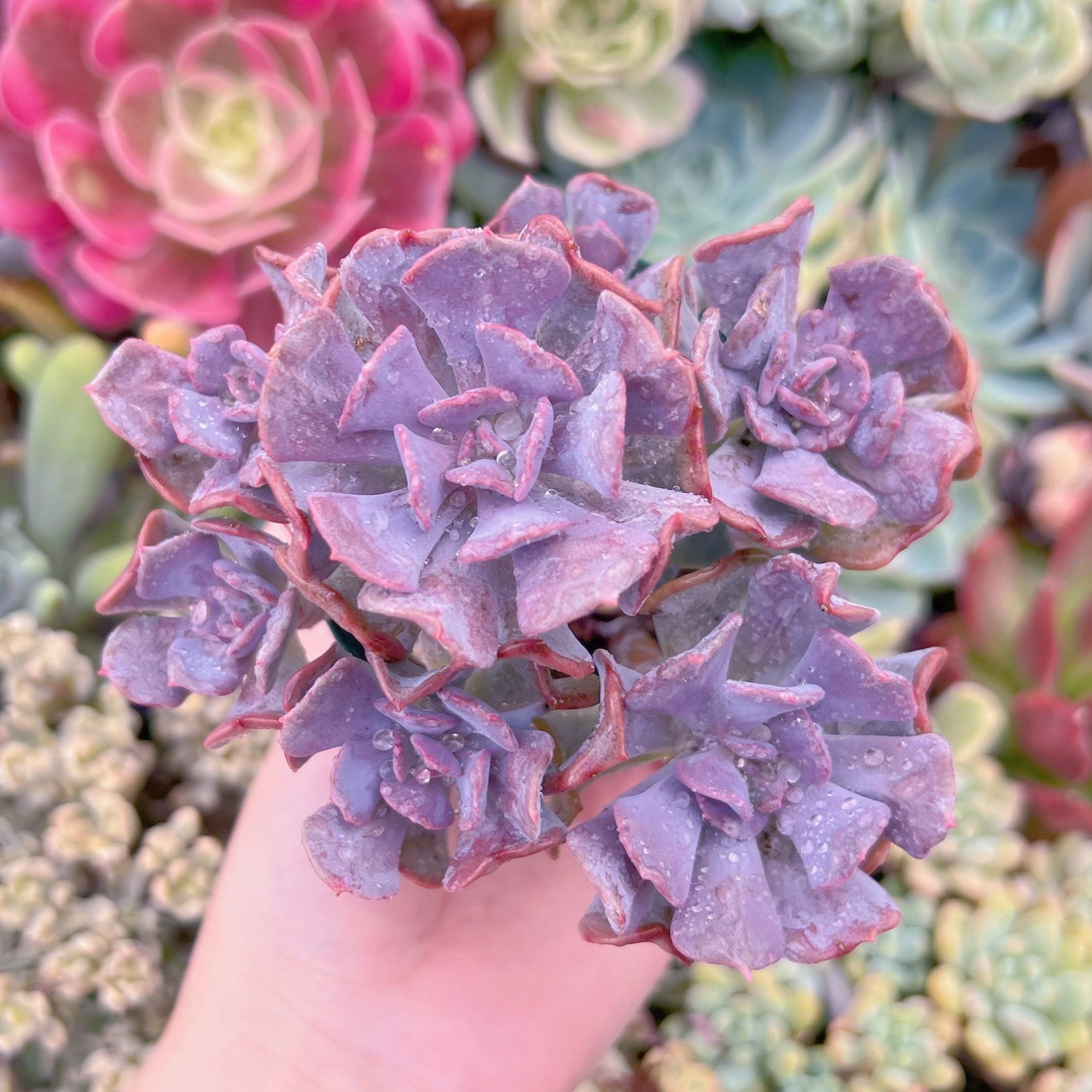 現品　キュービックフロスト#672　るる農園