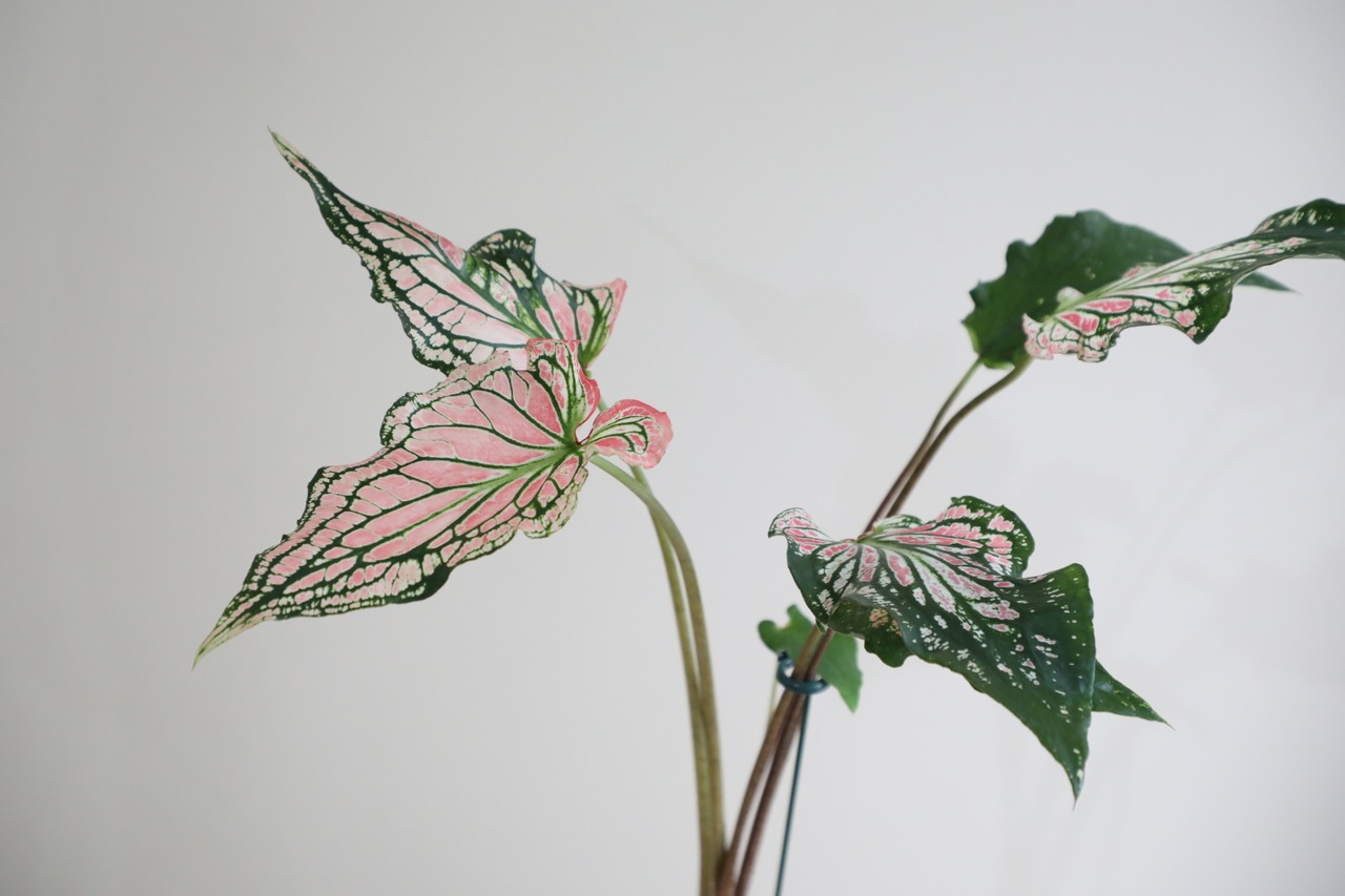 【M】カラジウム ピンクシンフォニー/Caladium