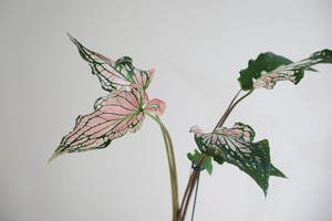 【M】カラジウム ピンクシンフォニー/Caladium