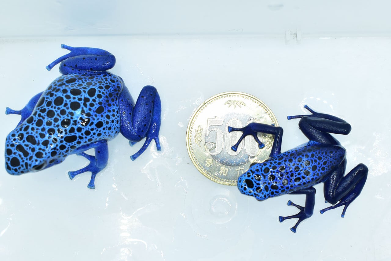 アイゾメヤドクガエル 