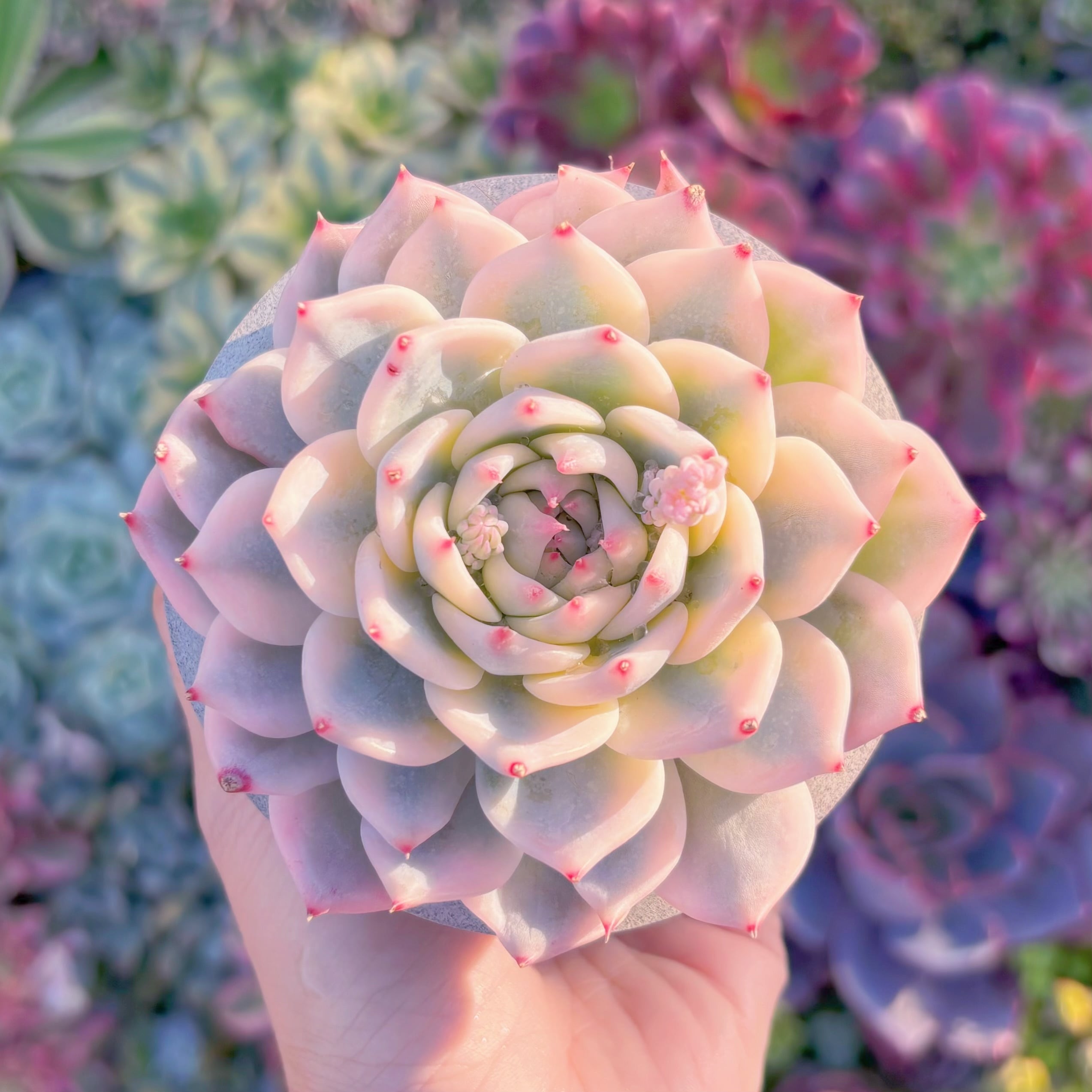 現品　チワワ錦#M183　極上株　るる農園