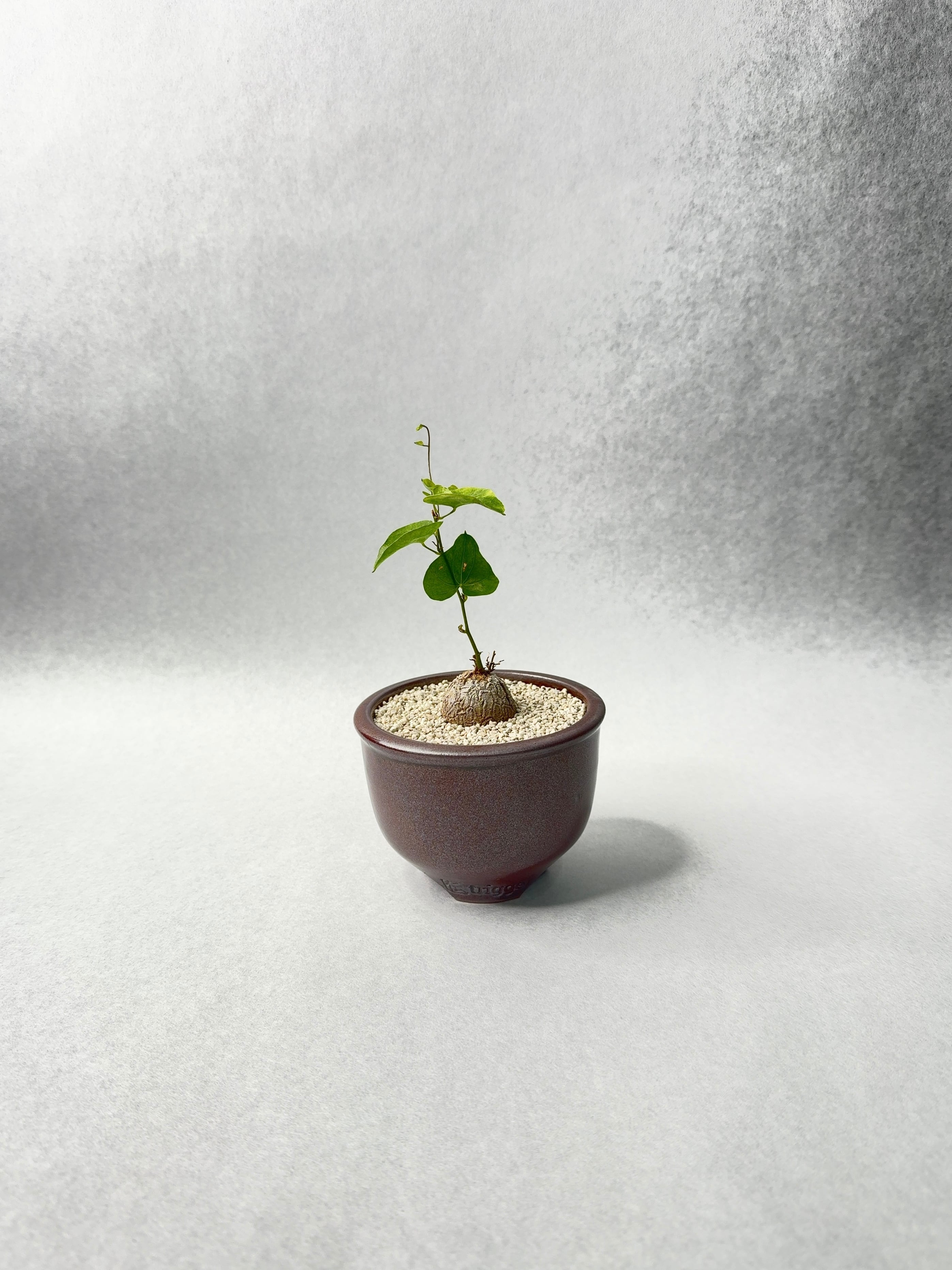 ディオスコレア・亀甲竜 | trigger