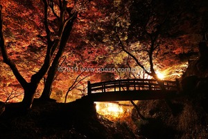 ライトアップされた秋の美しい紅葉風景