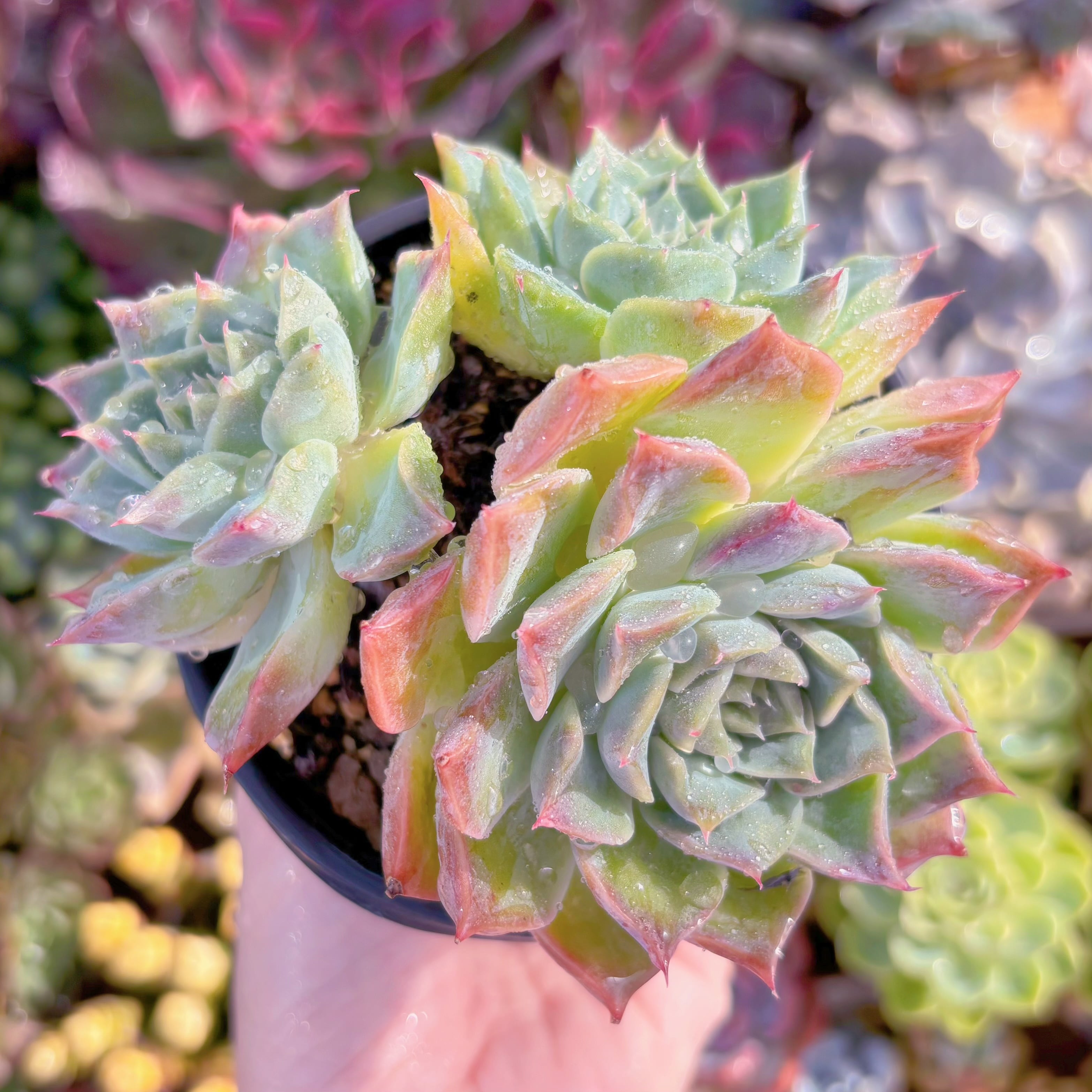 現品　紗羅姫牡丹#F031　るる農園