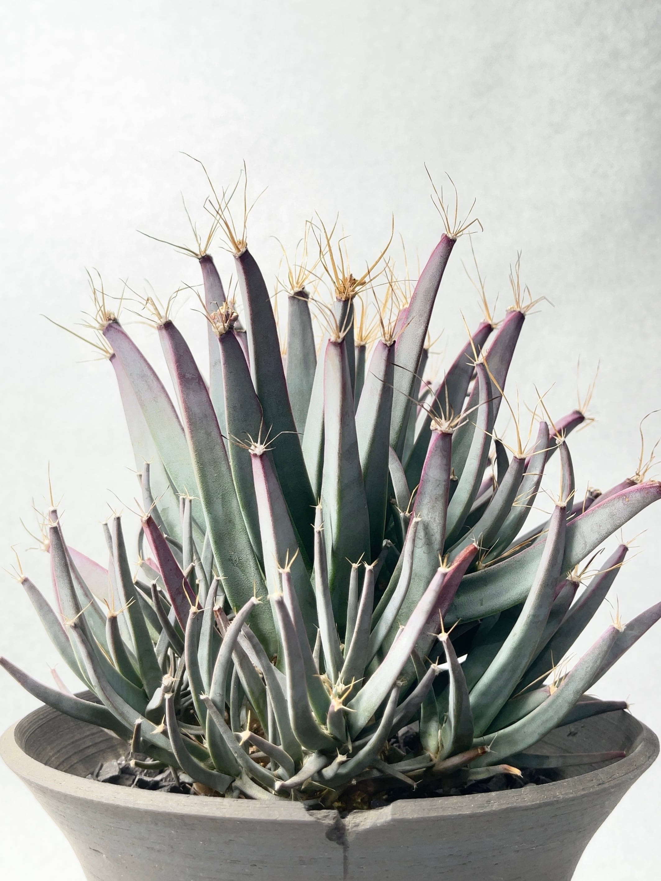 レウクテンベルギア・晃山モンスト | trigger