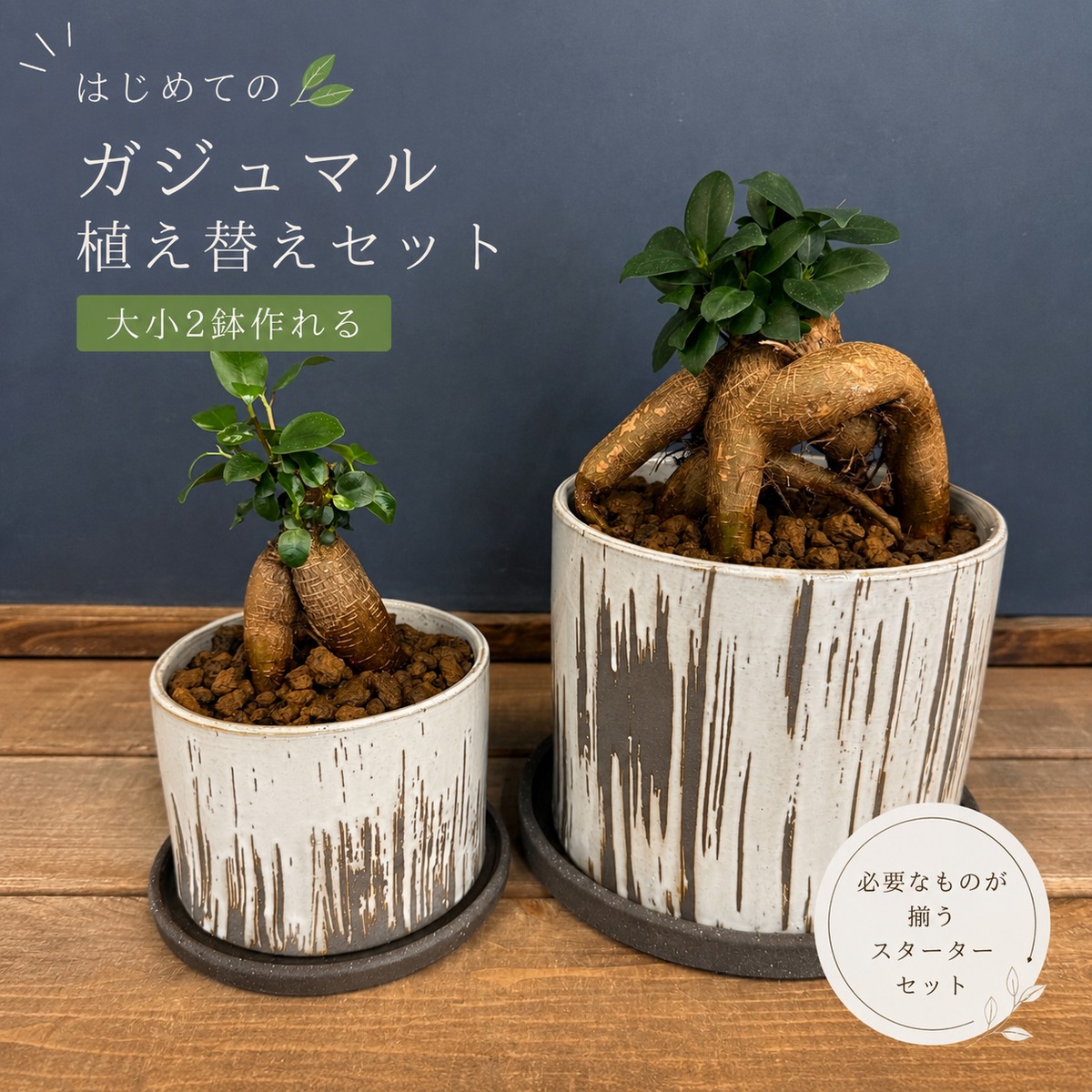 大小2鉢作れる】ガジュマル親子植え替えセット | PROTOLEAF プロトリーフ