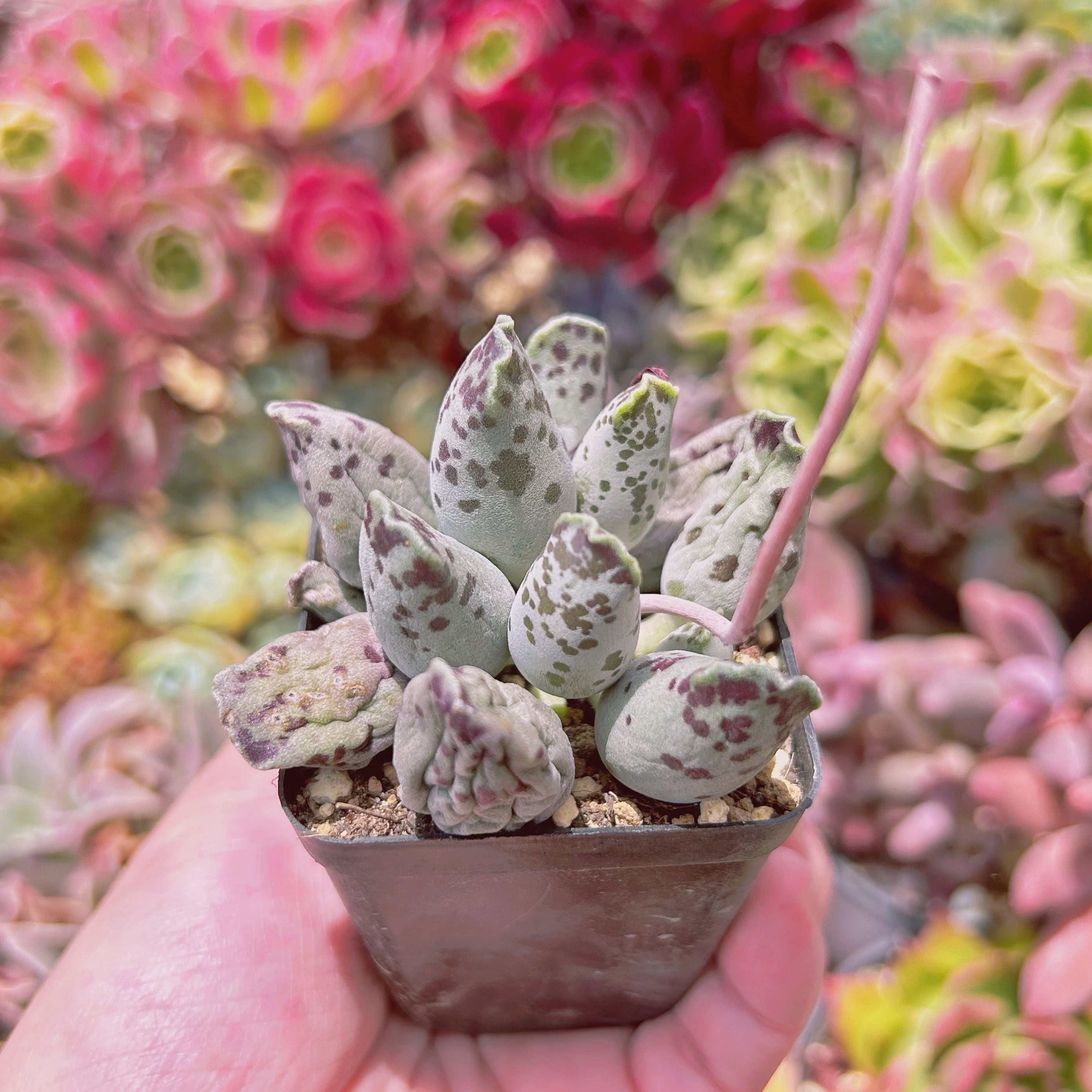 現物 多肉植物 アザラシ | るる農園~多肉植物専門