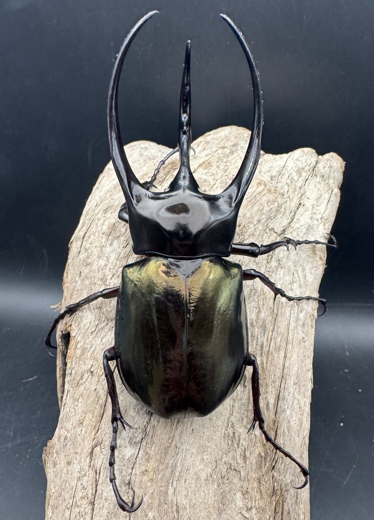 【WD】《ジャワコーカサスオオカブト 110mm A'品ペア》