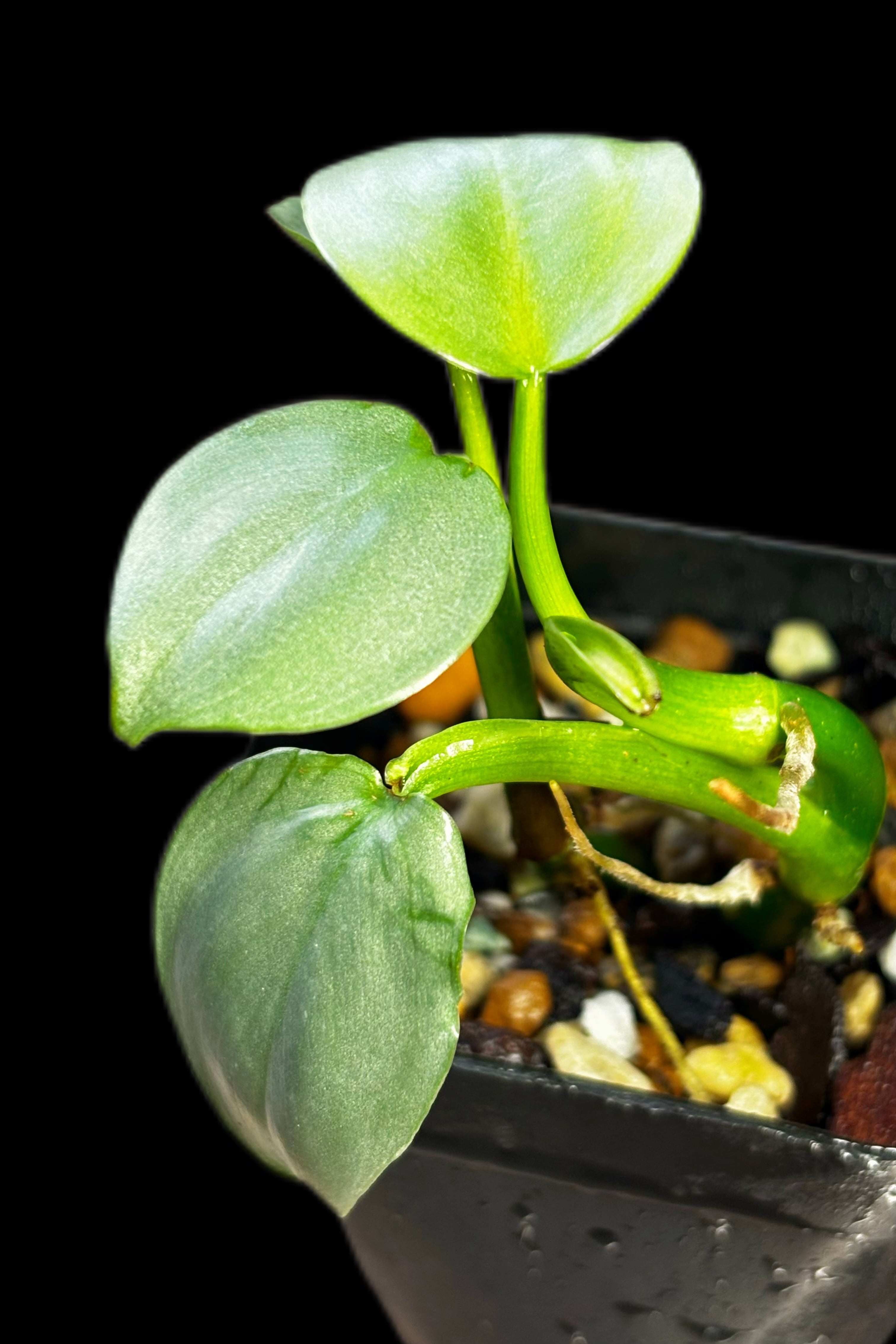 SCALE_VIVARIUM | 蝉ノナキガラ