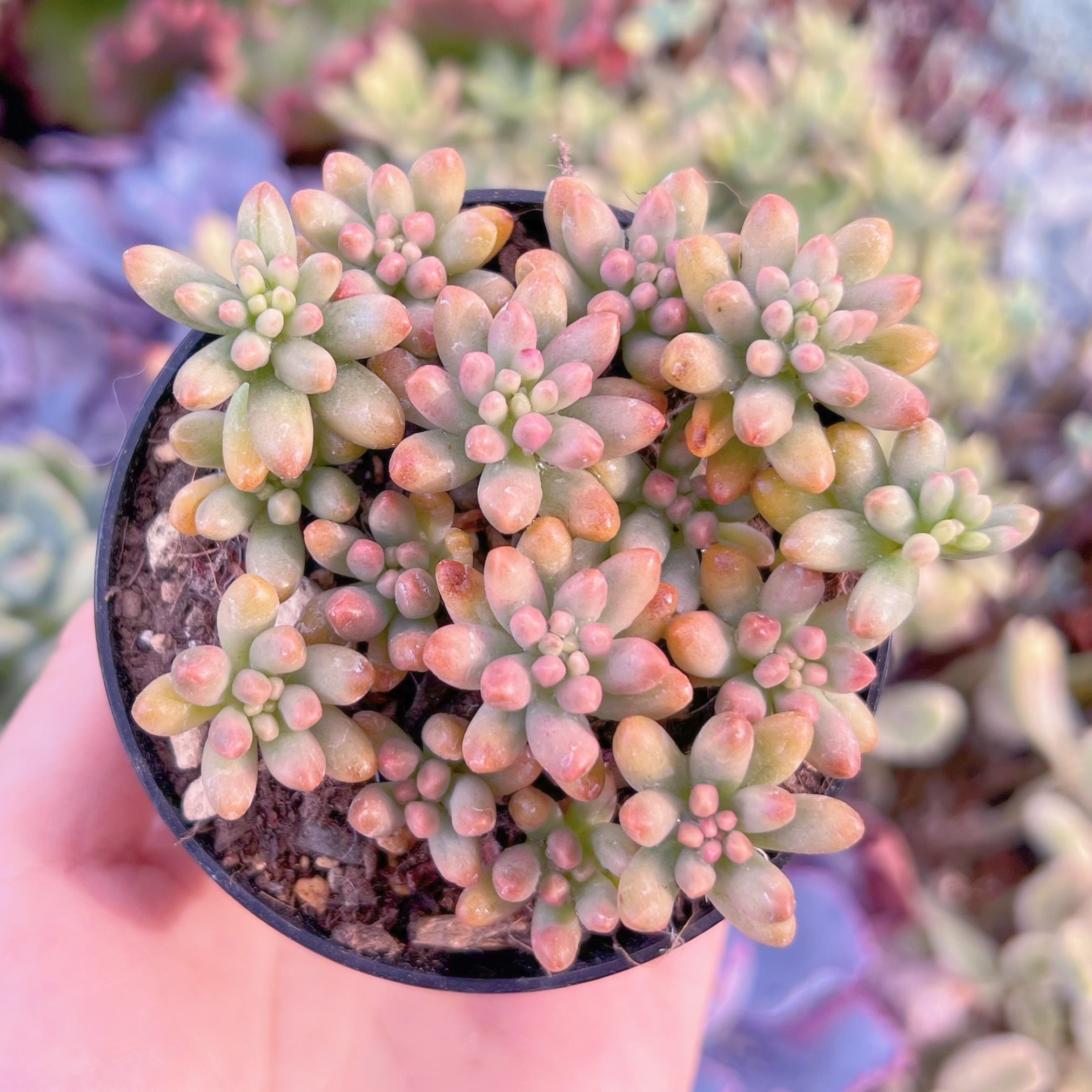 現品　紅の玉錦#F240　るる農園