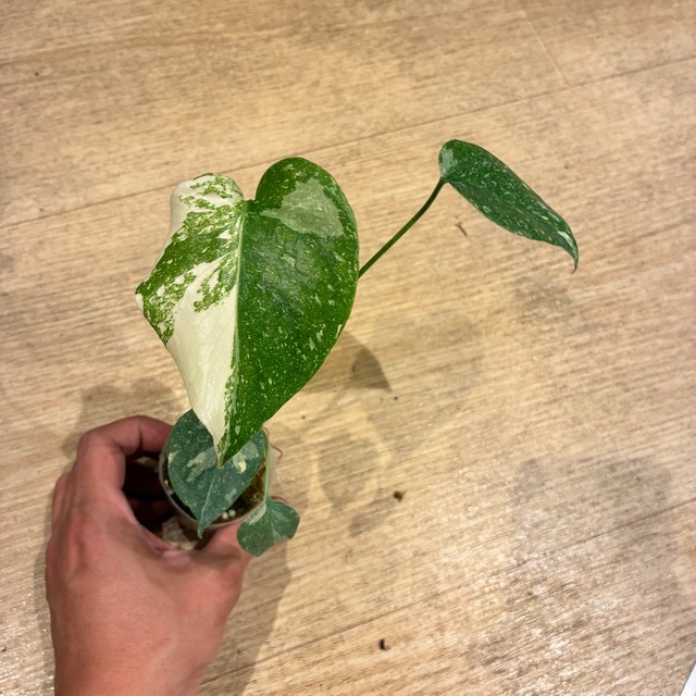 Monstera deliciosa Thai Constellation モンステラ デリシオーサ タイコンステレーション 2号　Monstera deliciosa Thai Constellation