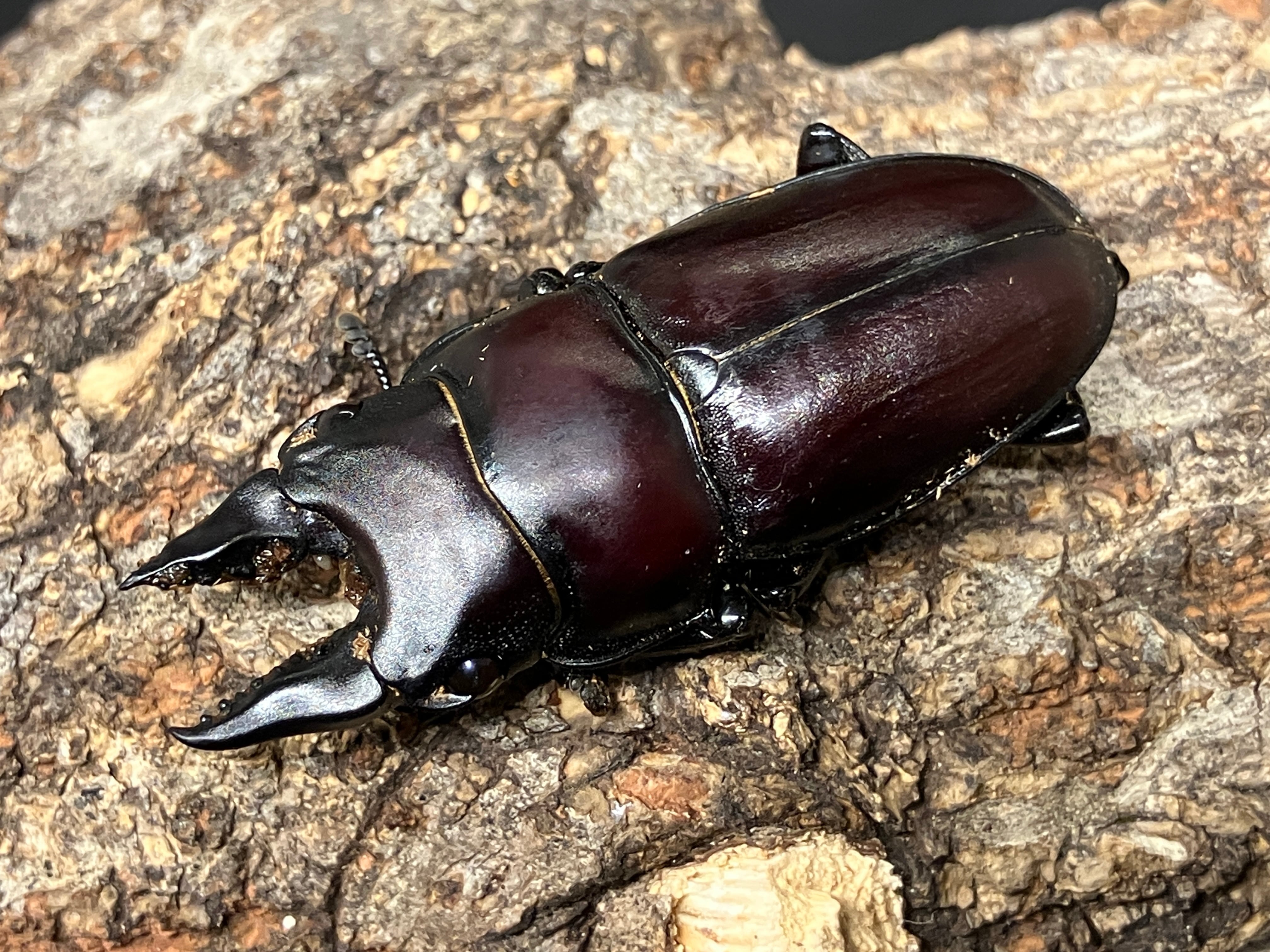 伝説の七節】ロードハウナナフシに酷似のトゲアシフトナナフシオバケ