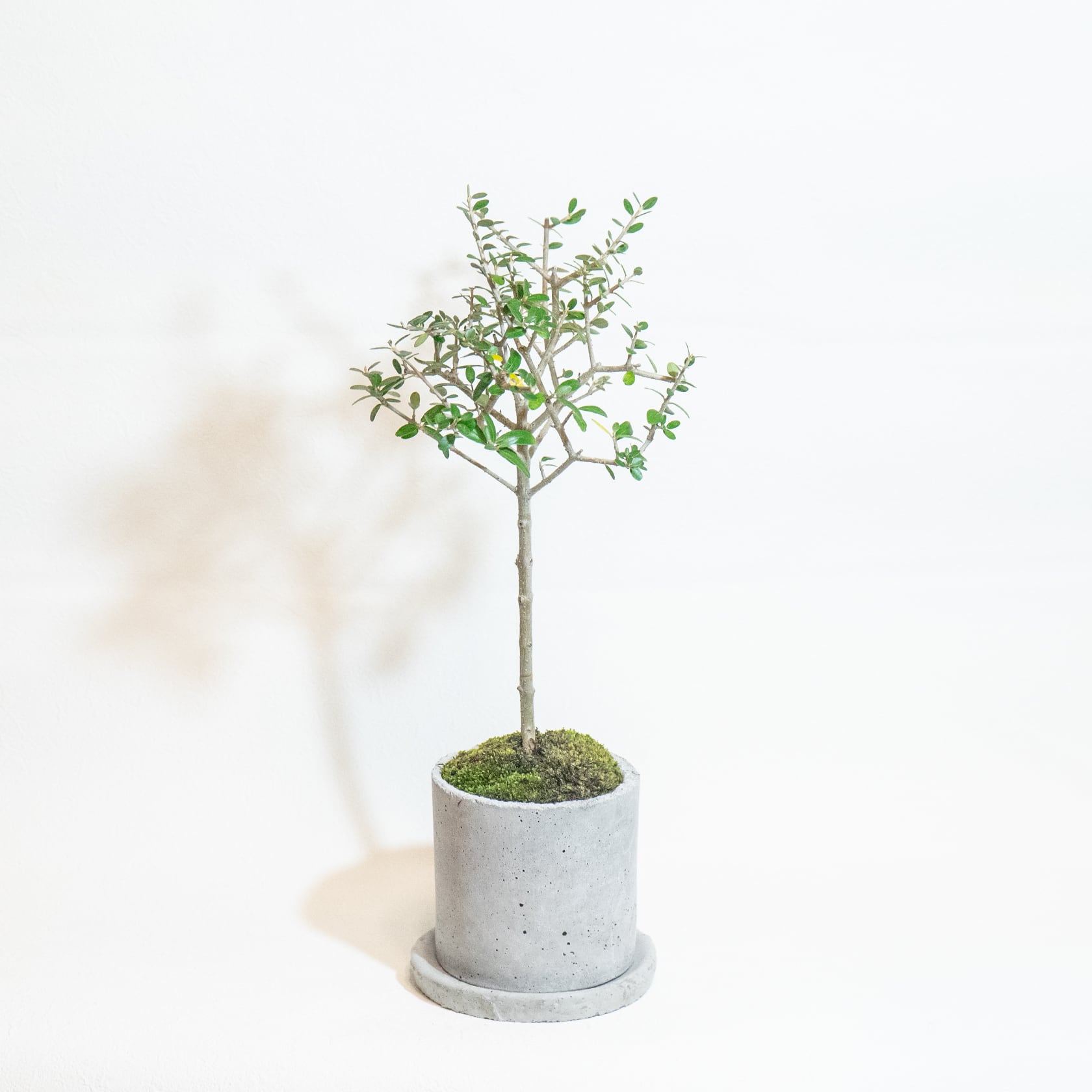 送料無料／≪ 観葉植物 ≫お庭やベランダで育てるオリーブ