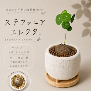 ♡プラポット発送♡〚 ステファニア エレクタ 〛Stephania Erecta 直径