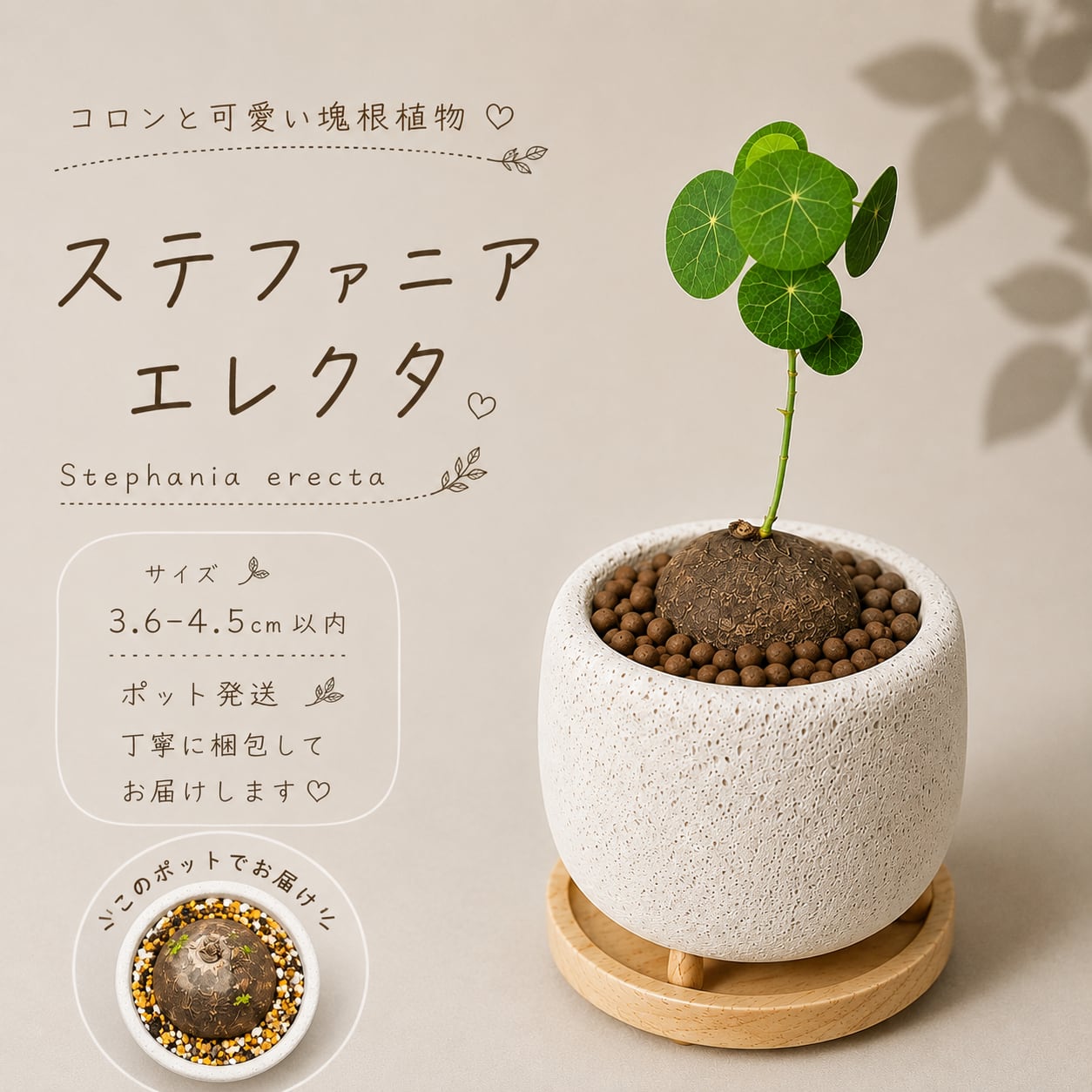 ♡プラポット発送♡〚 ステファニア エレクタ 〛Stephania Erecta 直径