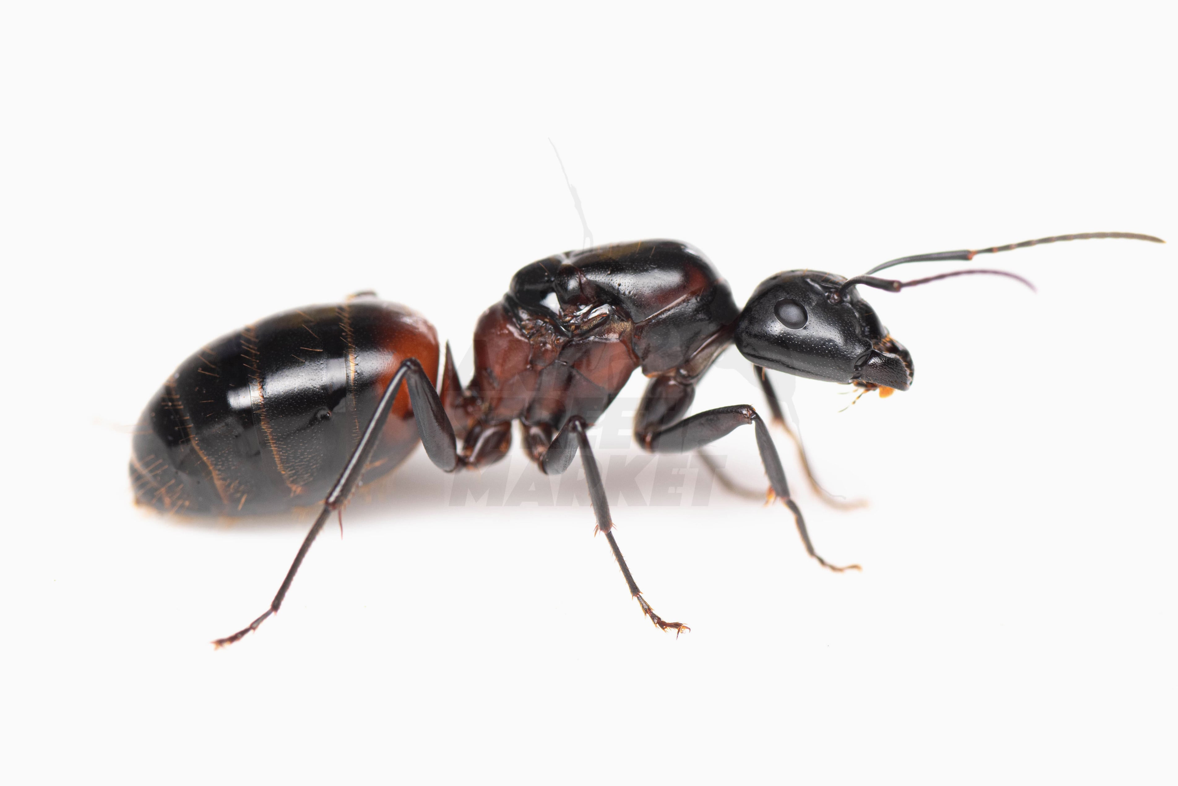 アリ | ANT STREET MARKET / アリ販売店