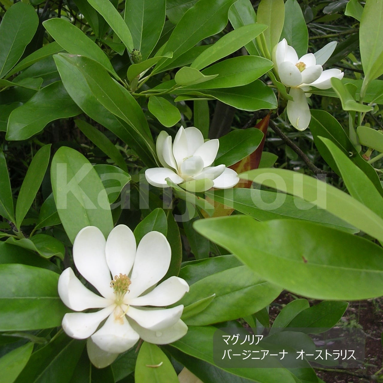 マグノリア バージニアーナ オーストラリス | 植物勘次郎商店