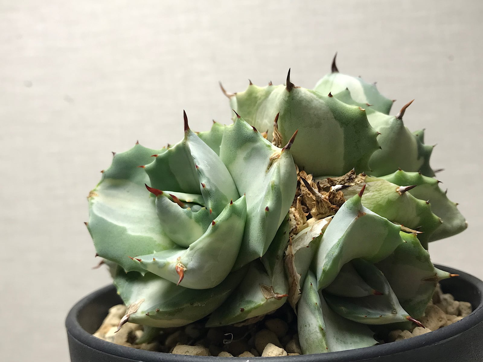 アガベ チタノタ '窮奇'（キュウキ） | ベレッタガーデン 宮崎県延岡市