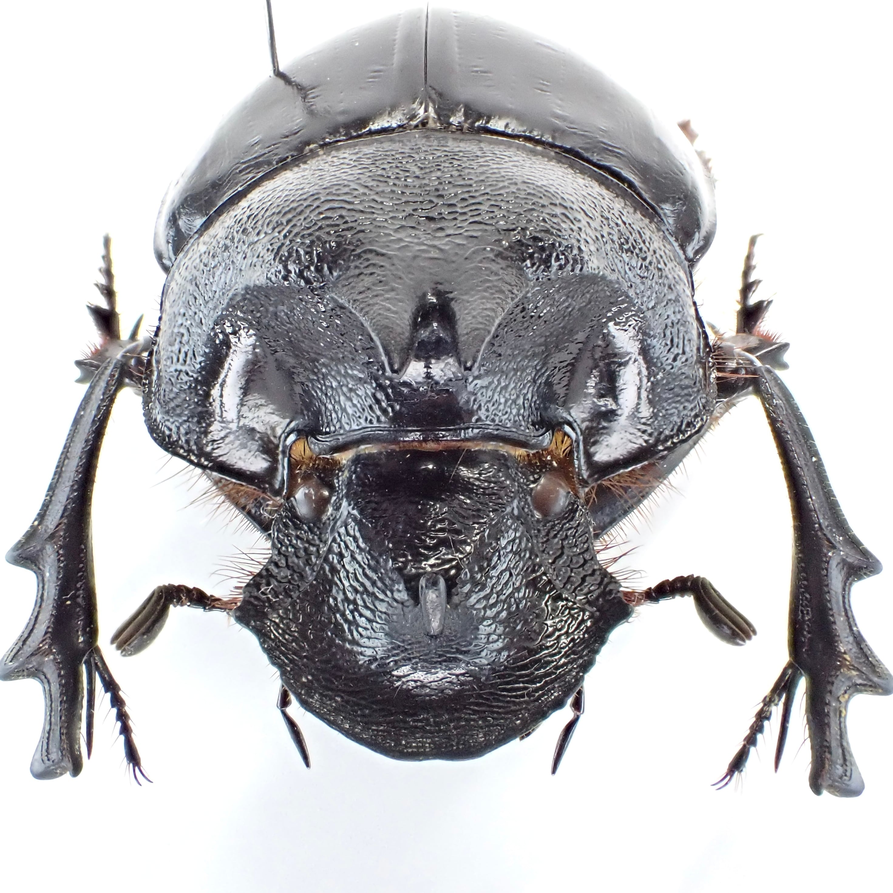 標本 Tanzania Helicopris pirmal 51mm タンザニア産 Heliocopris marshalli ♂ 41mm XL | 昆虫標本 Diggers