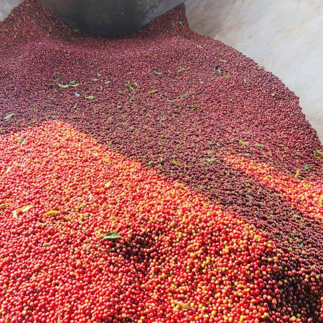 ◾️エチオピア　グジG-1　ウラガ　タベ・ブルカ　ウォッシュド　１５０g