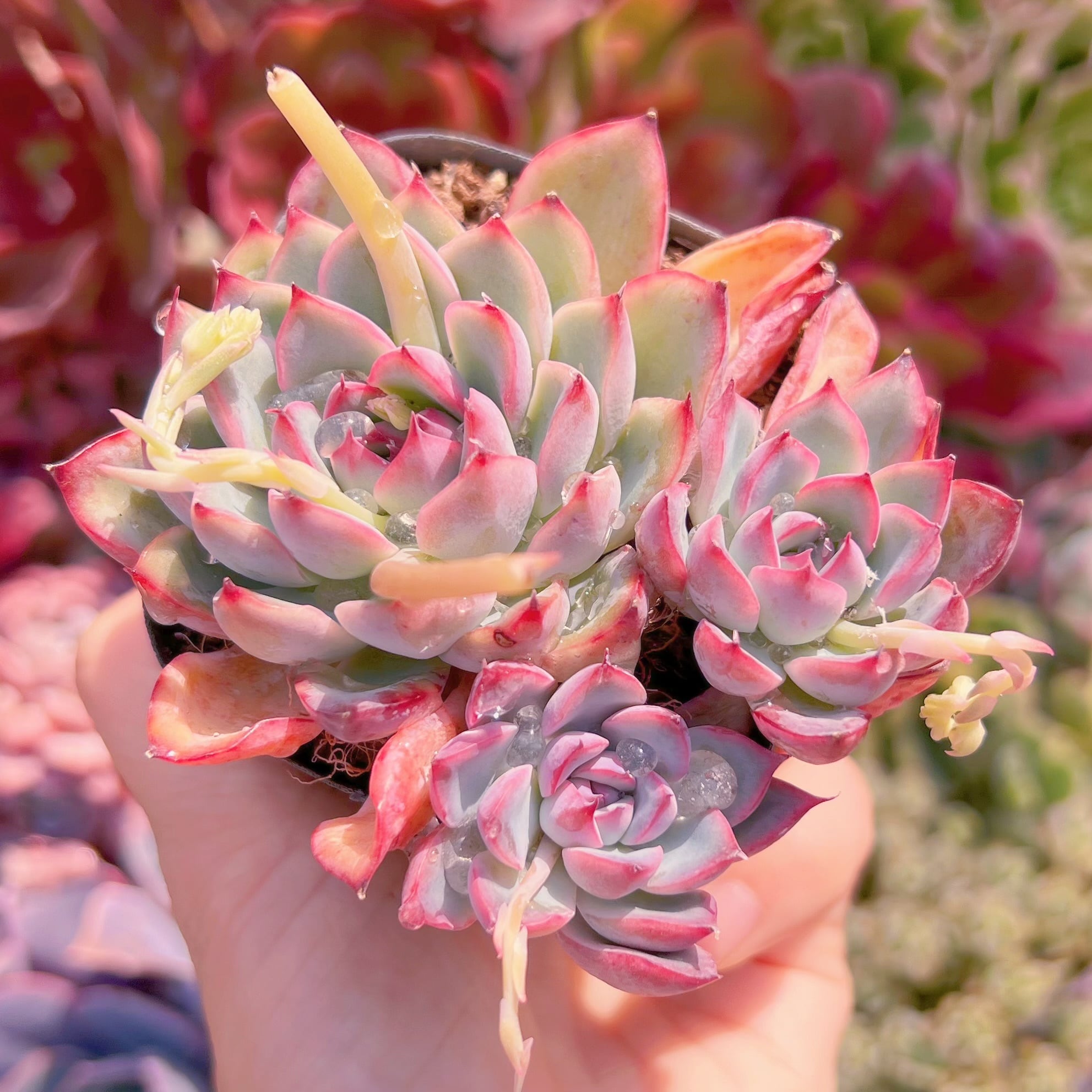 現品　ウォーターリリー#2215　るる農園