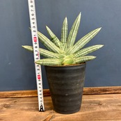 サンスベリア(サンセベリア)　アイスマン【907】