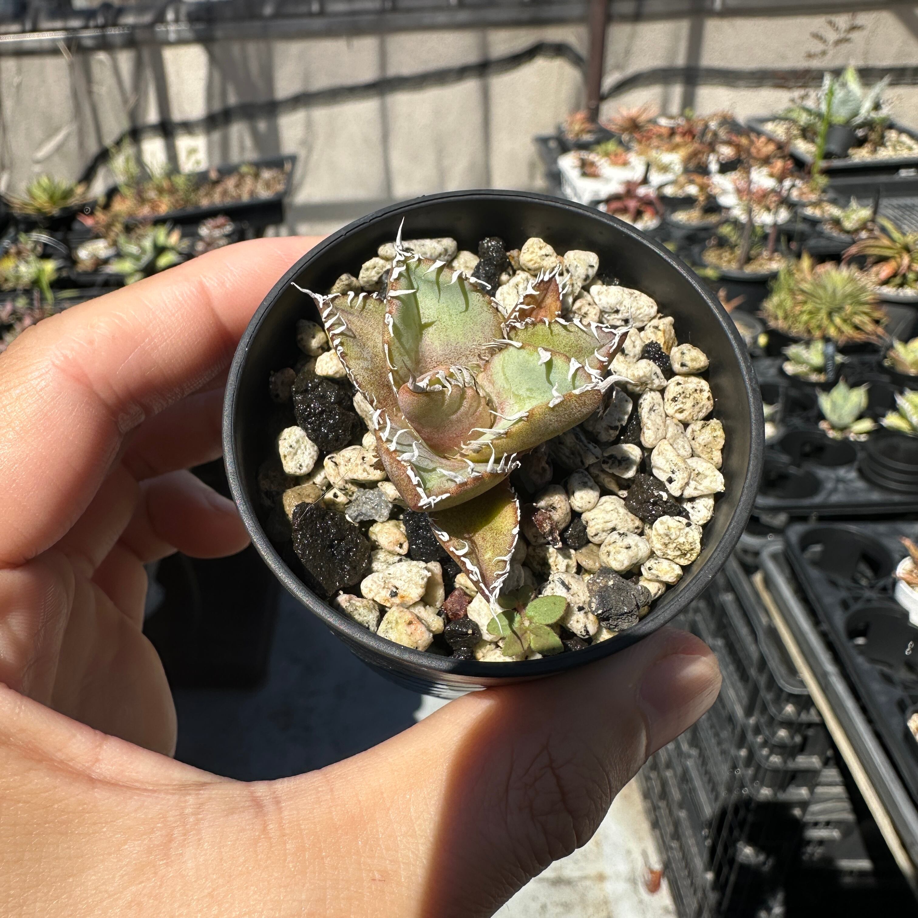 アガベ チタノタ Lize産フィリグリー 【公式通販】