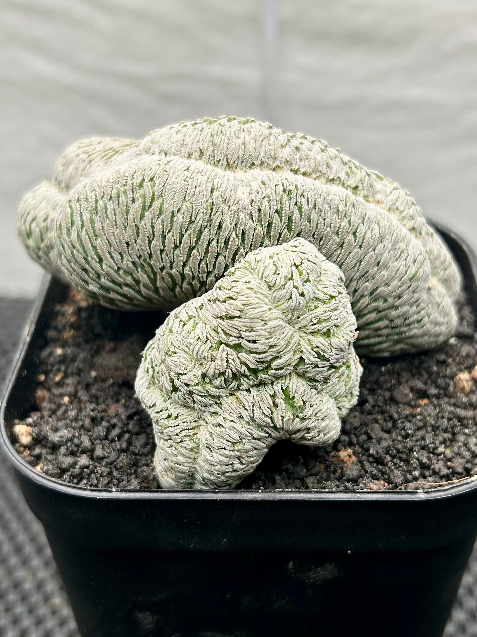 ペレキフォラ属 ☆ 精巧丸綴化 ☆ | PLANTIQUE