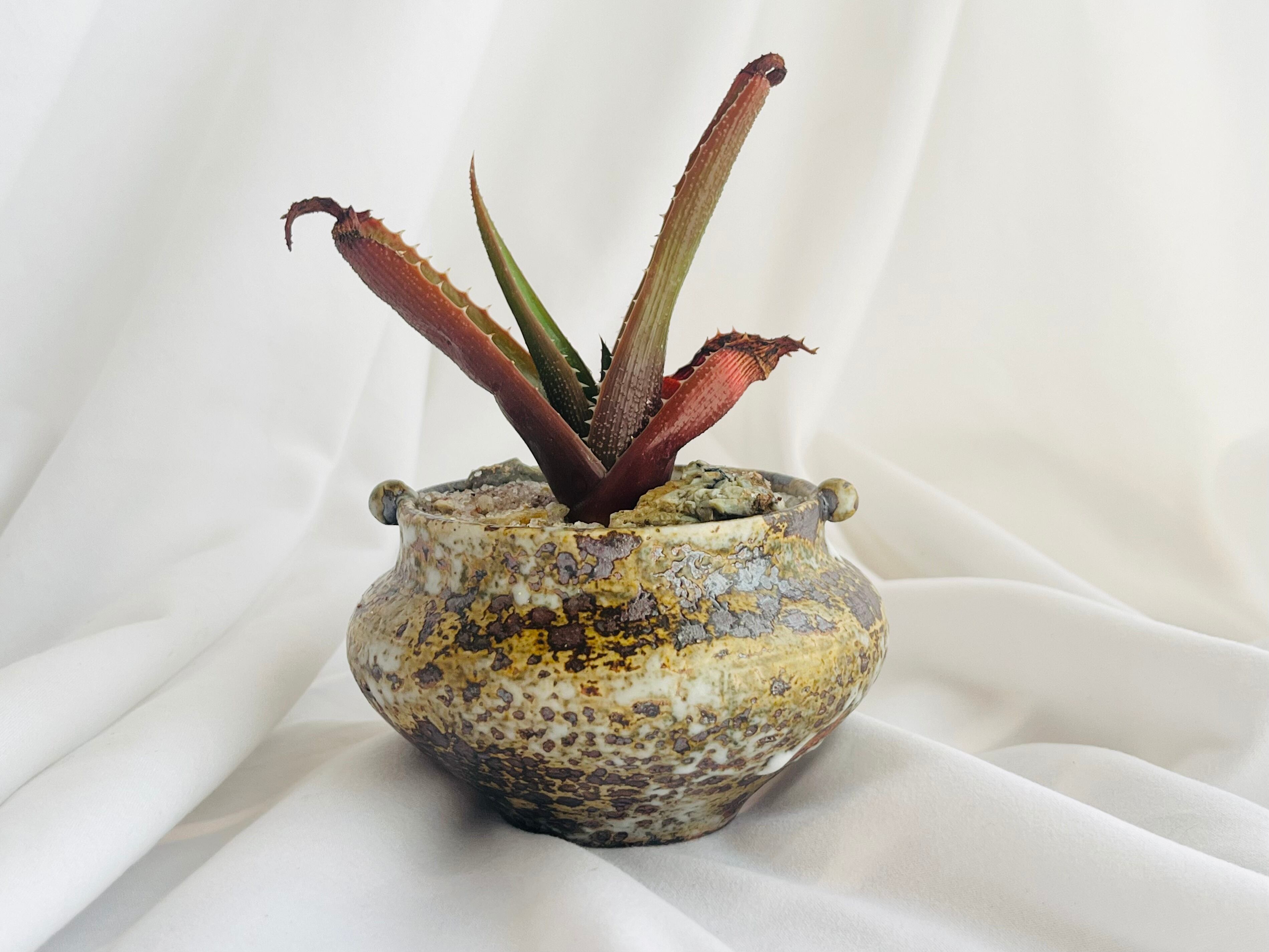Aloe thorncroftii アロエ ソーンクロフティ 多肉植物 | plants Aloe thorncroftii アロエ ソーンクロフティ 多肉植物 | plants