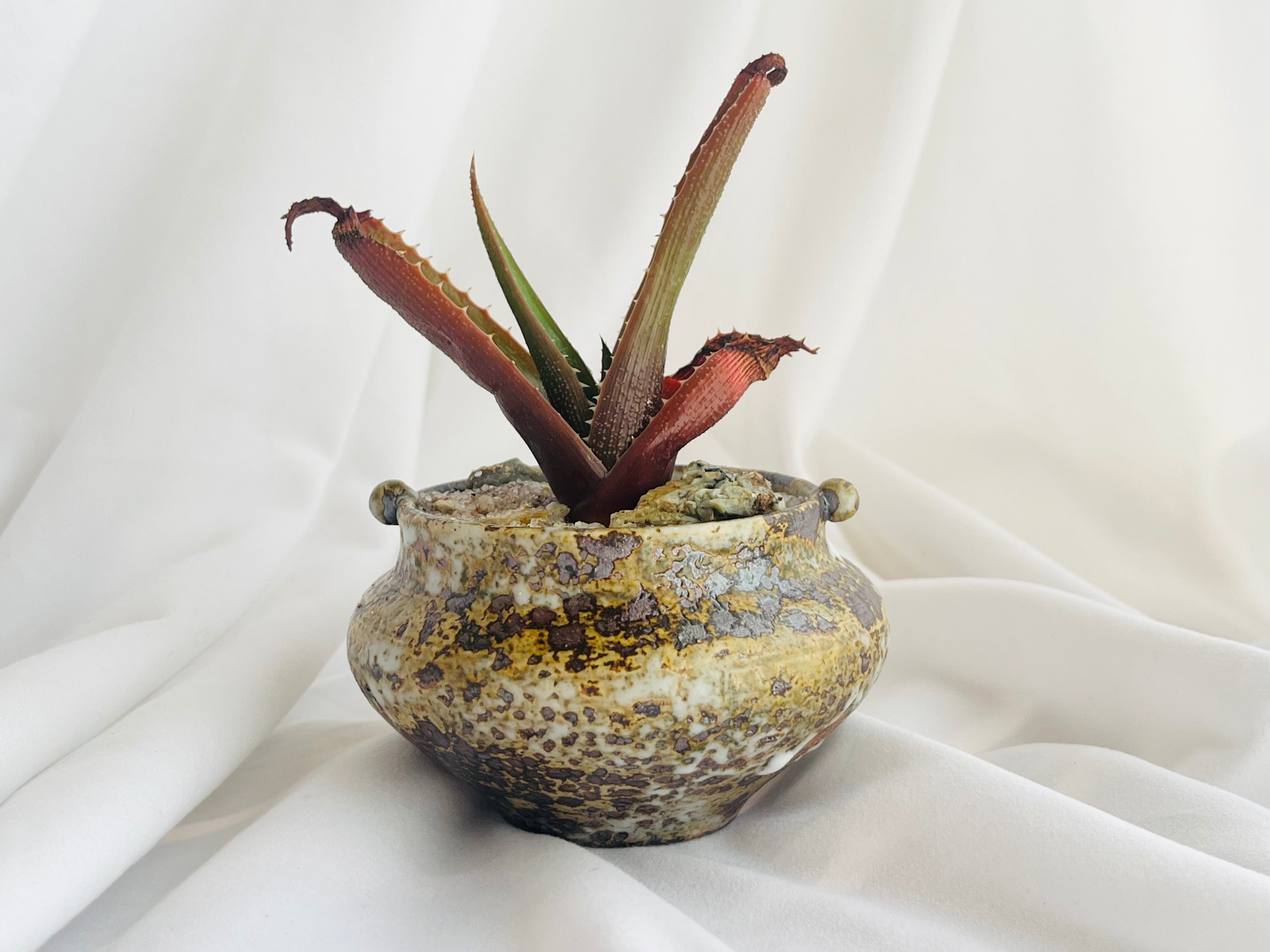 Aloe thorncroftii アロエ ソーンクロフティ 多肉植物 | plants MARU 