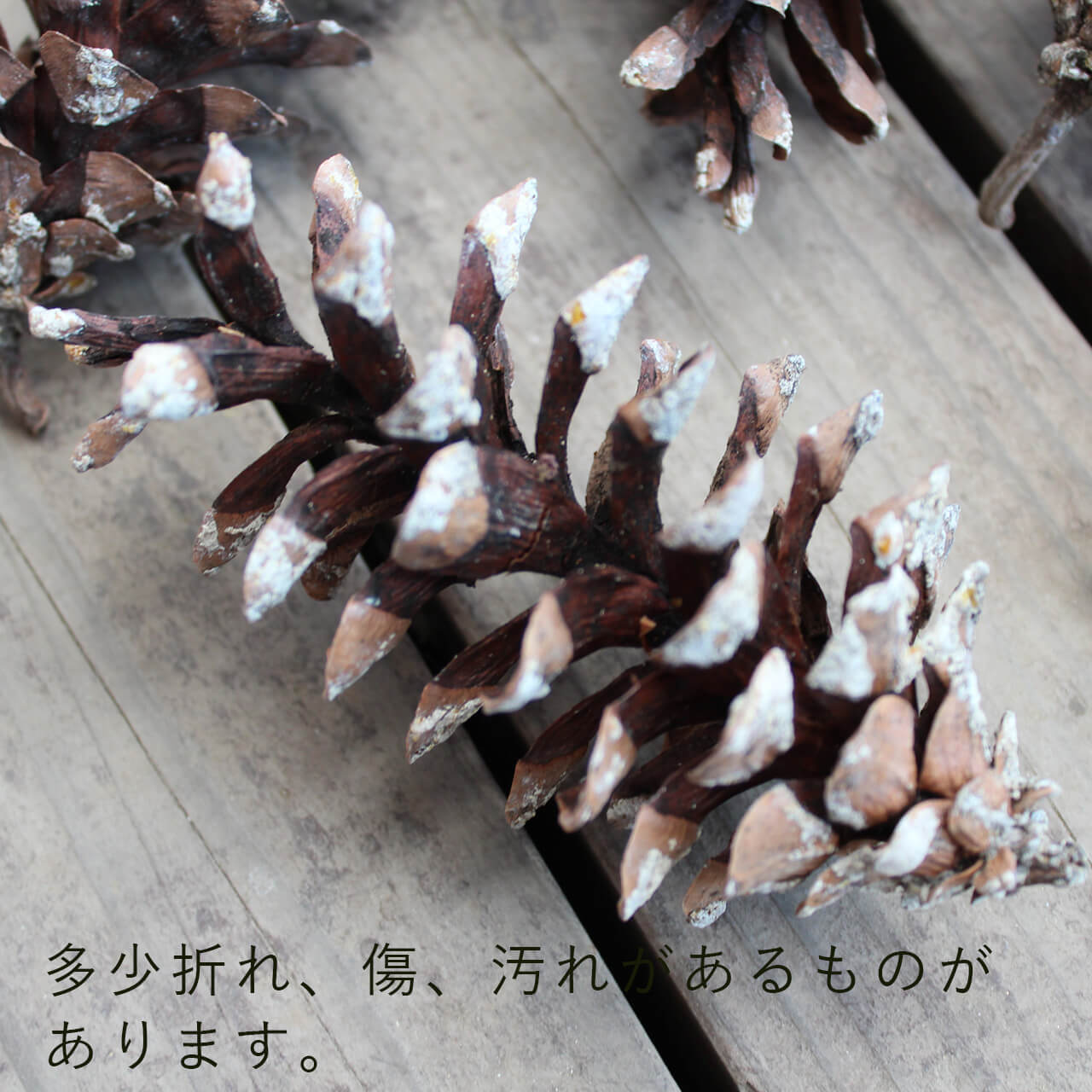 ドライフラワー ストローブマツ / 北海道産 まつぼっくり マツボックリ