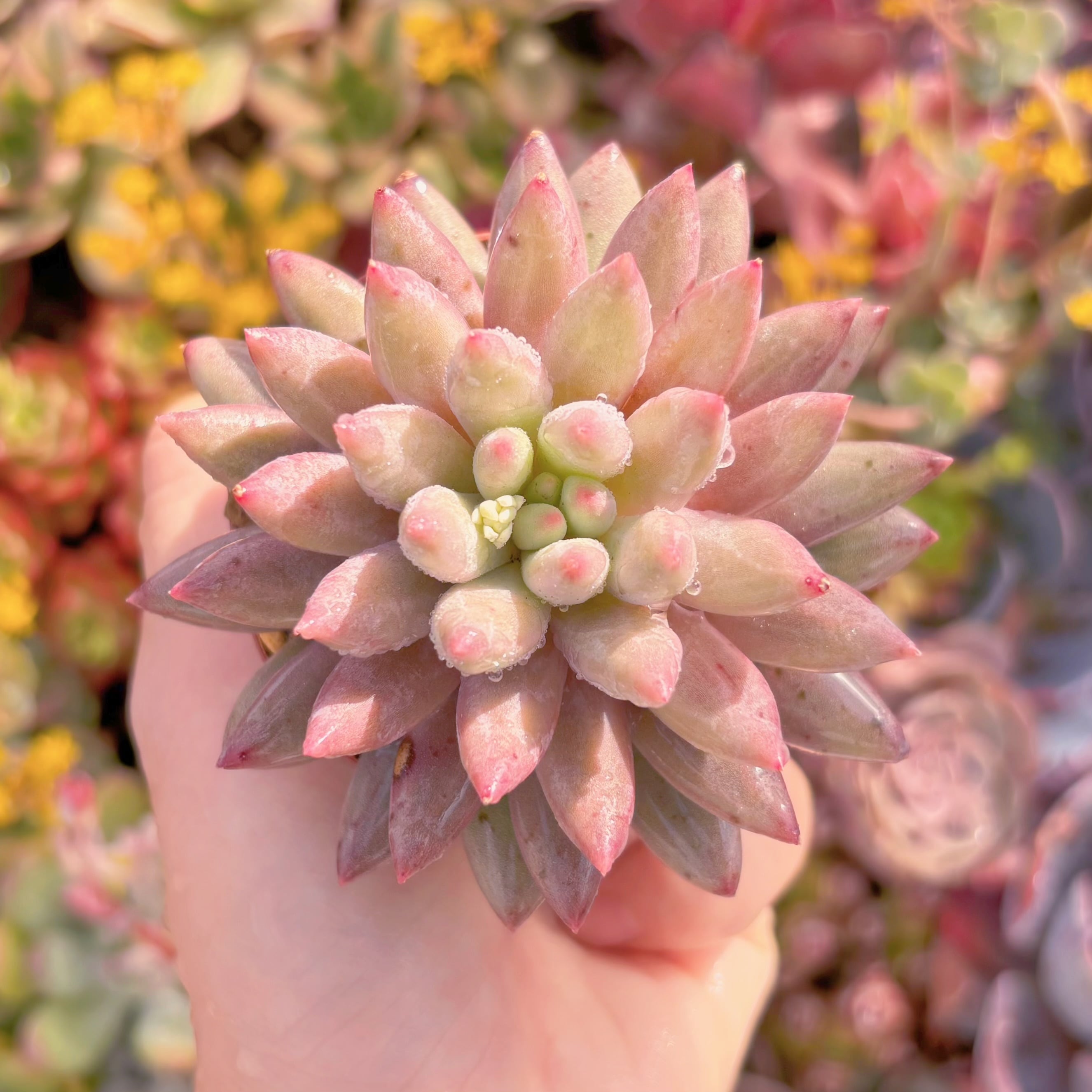 現品　虞美人#M201　新入荷　るる農園