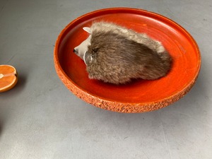 HEDGHOG  1604