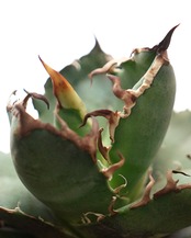 【PREMIUM】 抜き苗 スーパーシーザー Agave titanota 'Super Caesar'