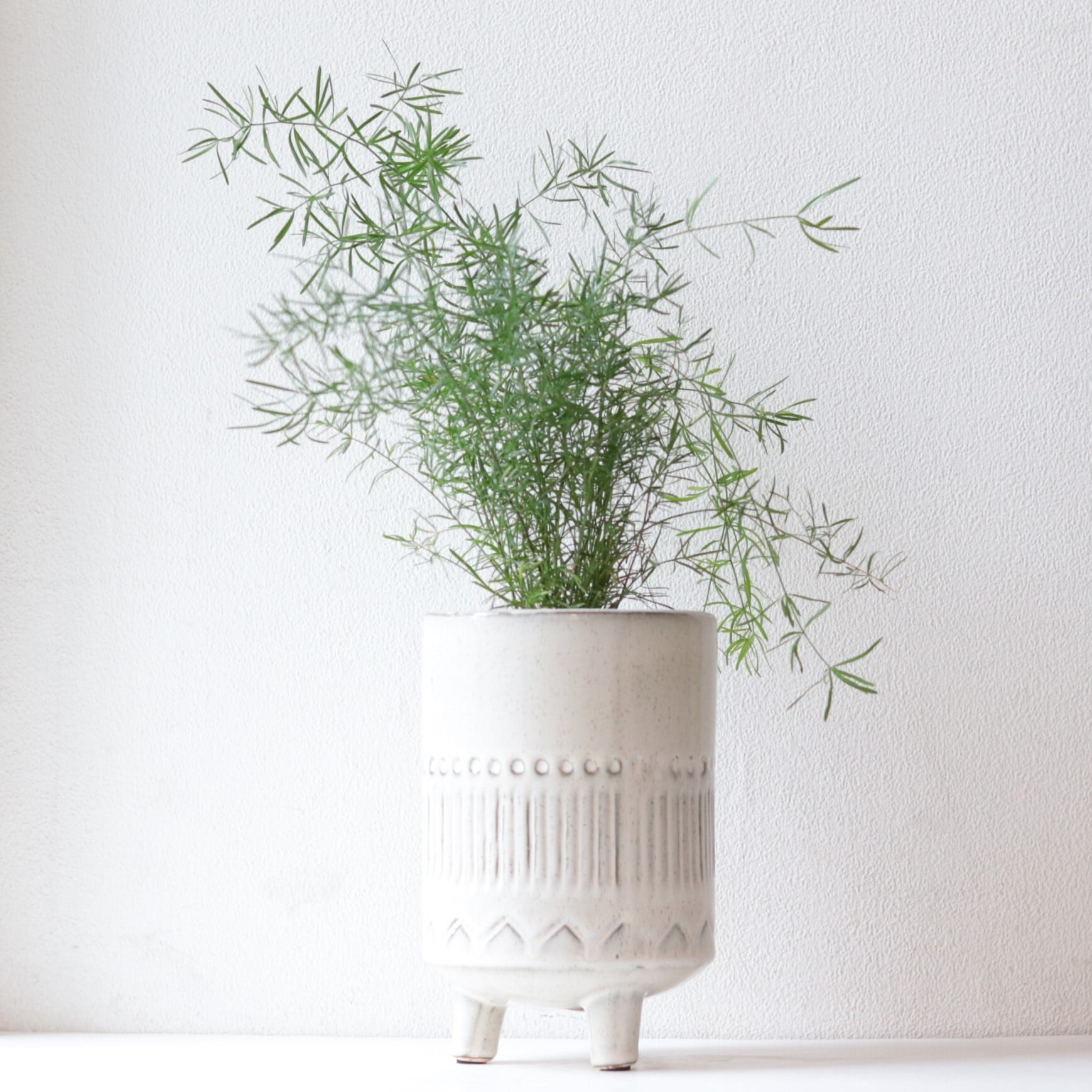 グリーン】スプレンゲリーアスパラガス | ジーフラットインテリア