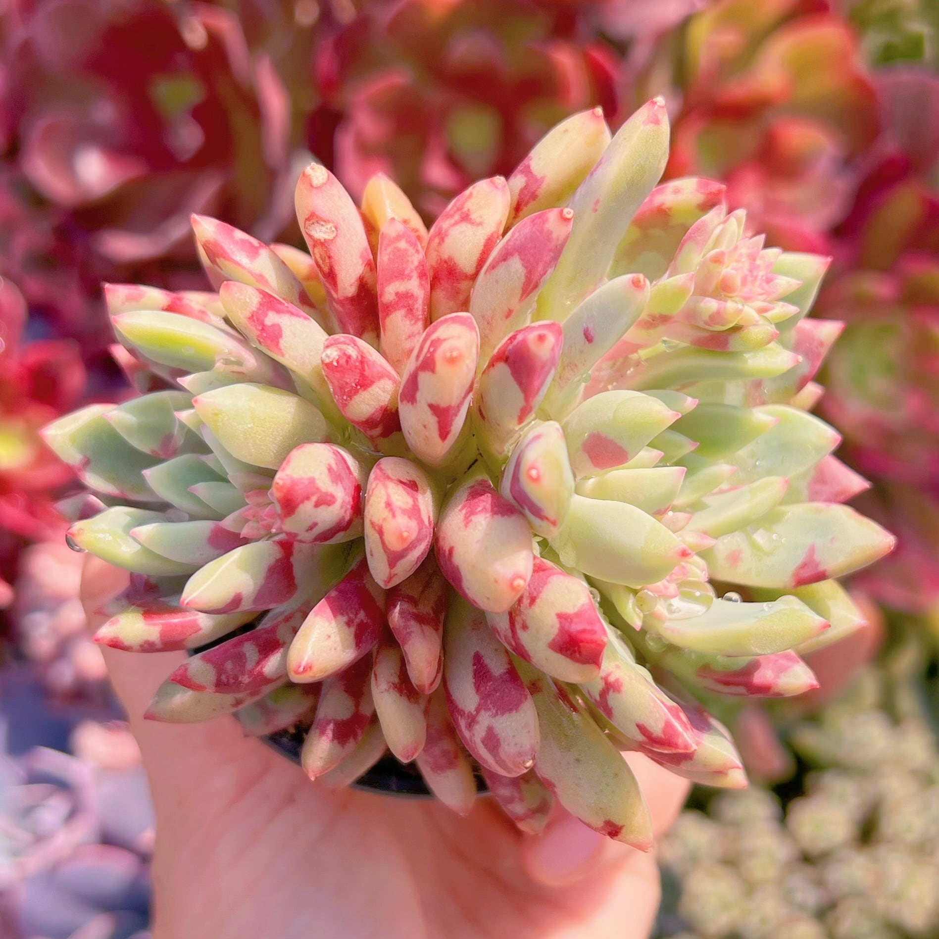 現品　ブラッドスワロー#2030　るる農園