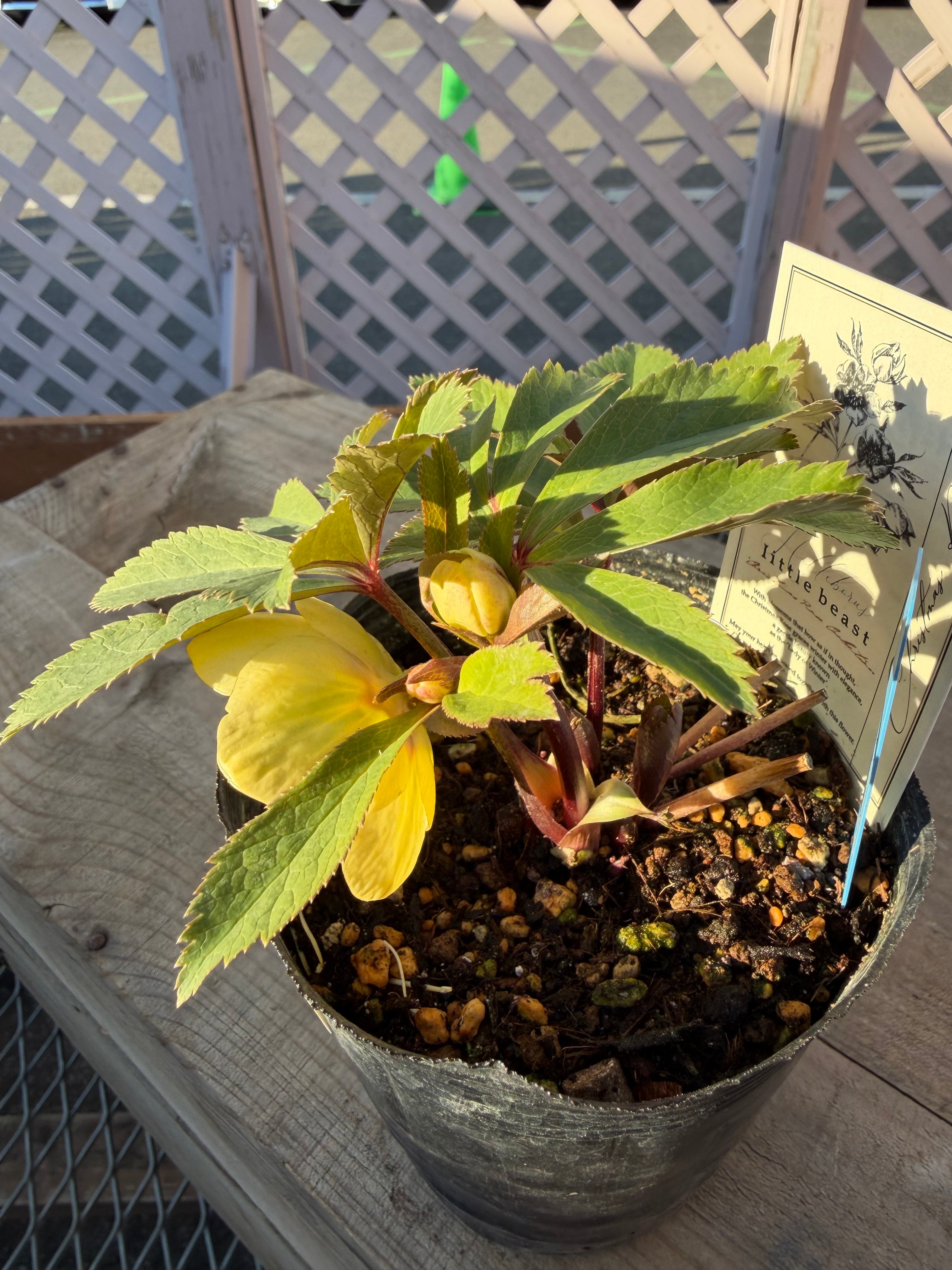 リトルビーストファントム オキシ系オーレア 高橋育苗 クリスマス