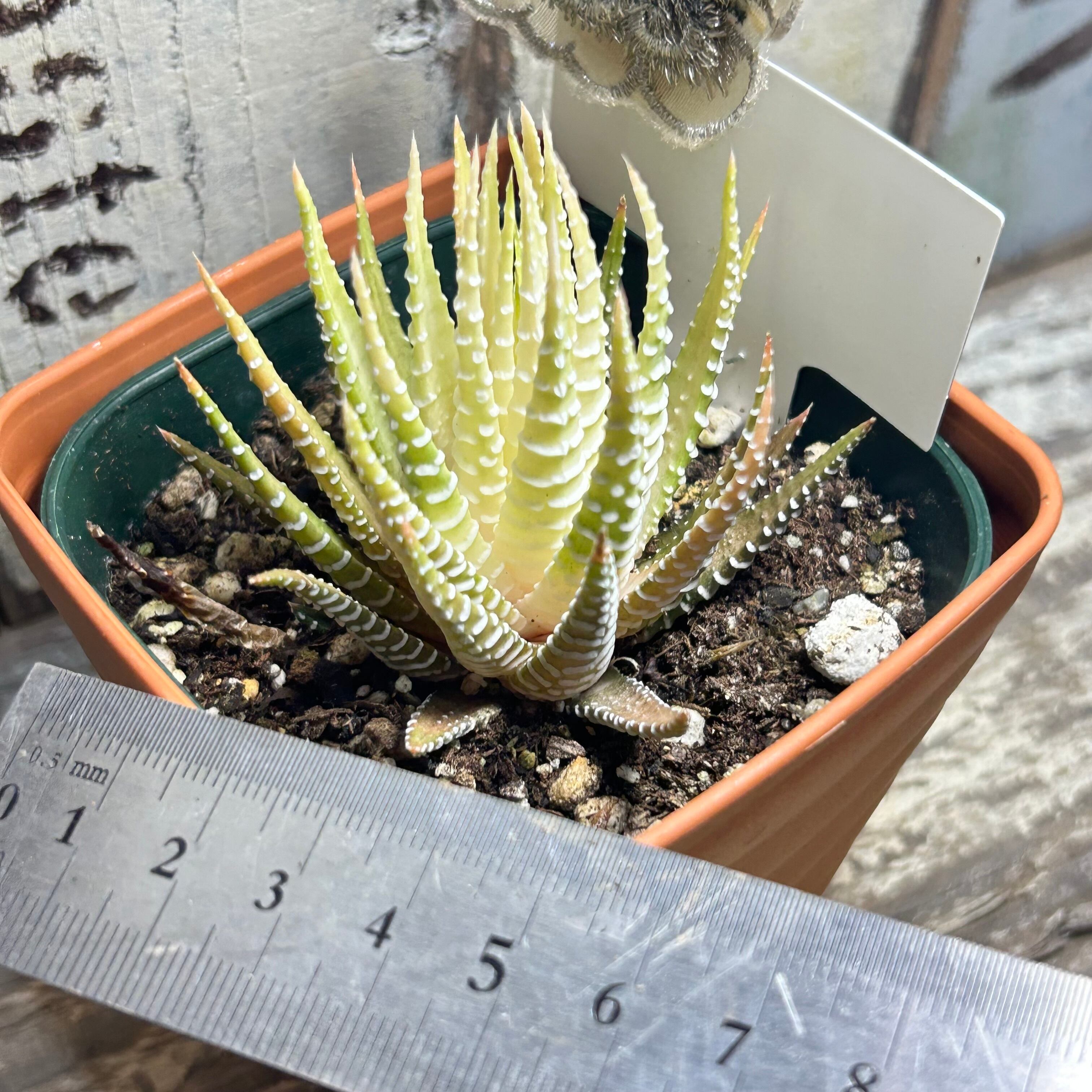 もも ハオルチア 白蝶 ハオルチア 白蝶｜園芸日記by肥後太郎｜みんなの趣味の園芸｜683569