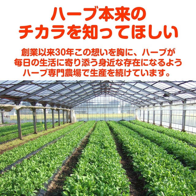 ハーブ 苗 キャンディミント ハーブティ ハッカ油 虫除け グリーン 鉢植え 栽培方法 育て方 使い方 選び方 種類 花苗 プランター セット 栽培キット ミントグリーン ラベンダー バジル ローズマリー 寄せ植え 野菜 種 春 夏 秋 冬 キャンディm ハーブ苗のポタジェ
