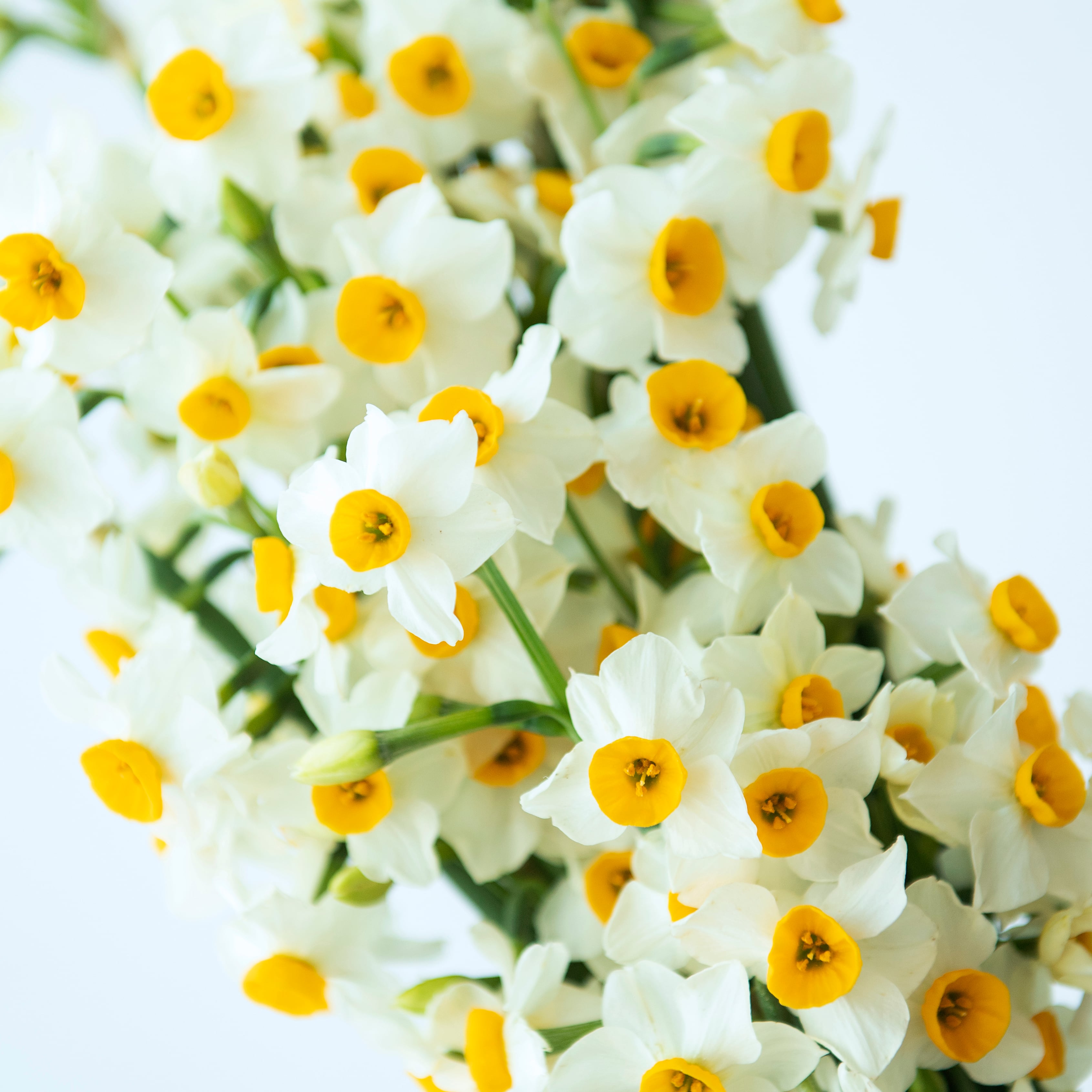 SUISEN Bouquet | ノカテ