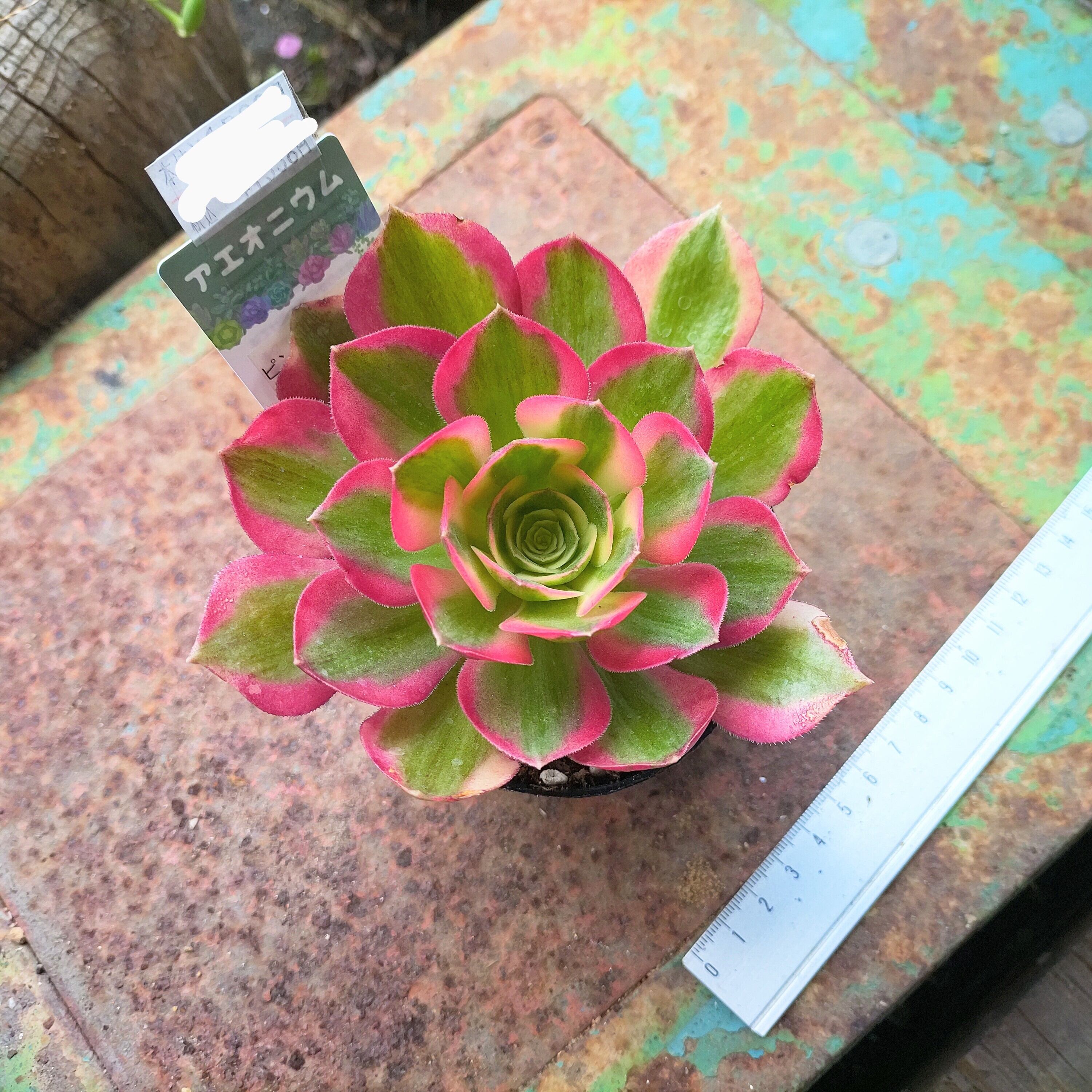 Tピンクレディ錦(アエオニウム) | RuPo 多肉植物専門店